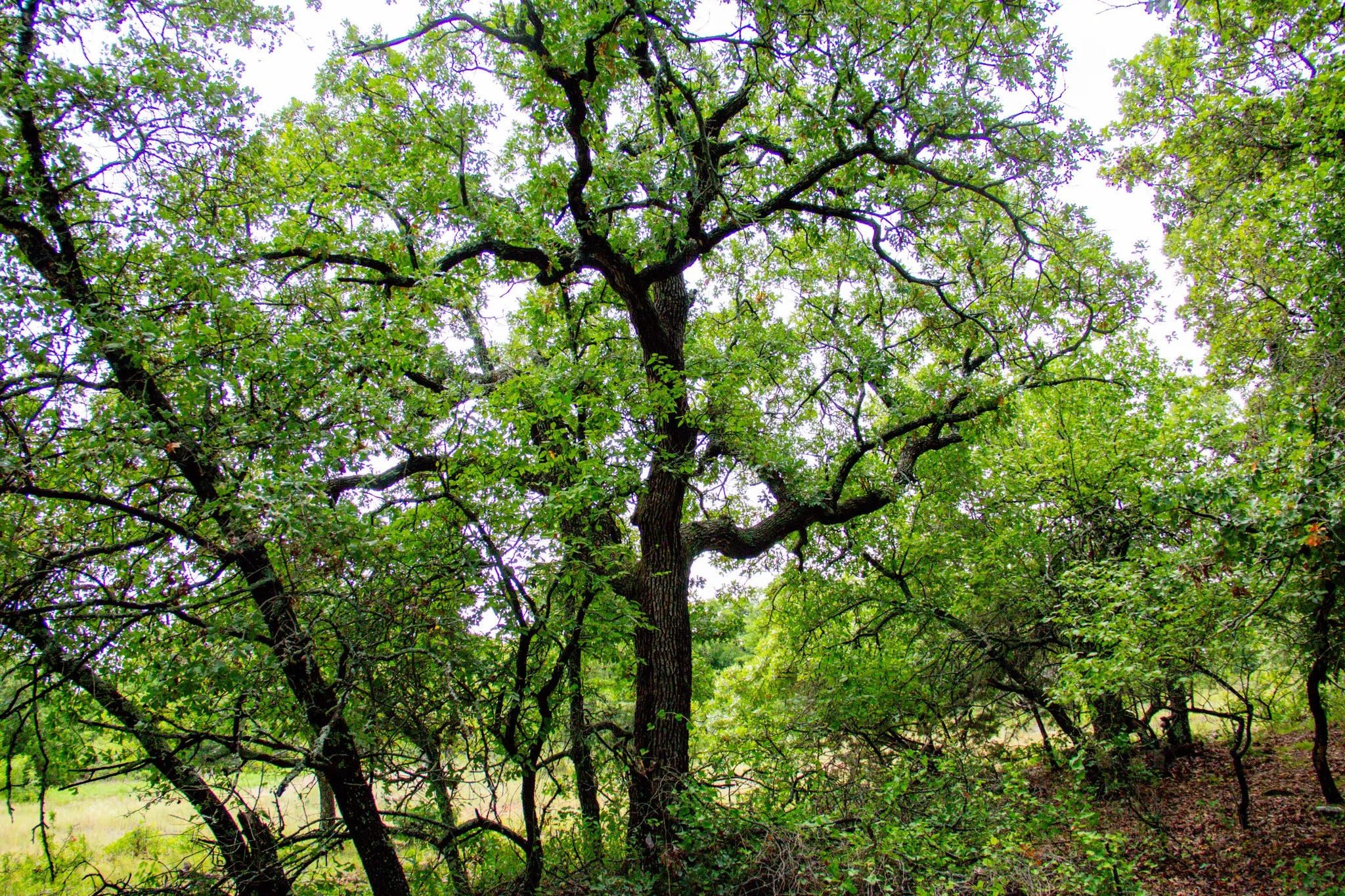 Ranch For Sale in Jack County , TBD N College Street, Bryson, Texas 76427, 0, 0, Garage spaces, 0 Sqft, built in 0, mls#21024779, Real Estate Agent in Bryson, Homes For Sale in Jack county, Homes For Sale in Bryson, Realtor in Bryson Texas, Real Estate Brokerage Independent Realty Texas, Luminita Cordes Realtor