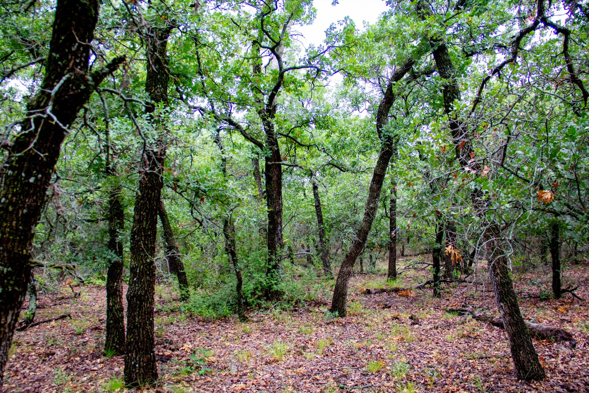 Ranch For Sale in Jack County , TBD N College Street, Bryson, Texas 76427, 0, 0, Garage spaces, 0 Sqft, built in 0, mls#21024779, Real Estate Agent in Bryson, Homes For Sale in Jack county, Homes For Sale in Bryson, Realtor in Bryson Texas, Real Estate Brokerage Independent Realty Texas, Luminita Cordes Realtor