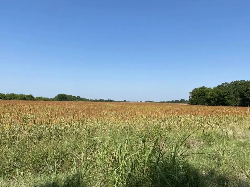 View of undeveloped land featuring rural landscape