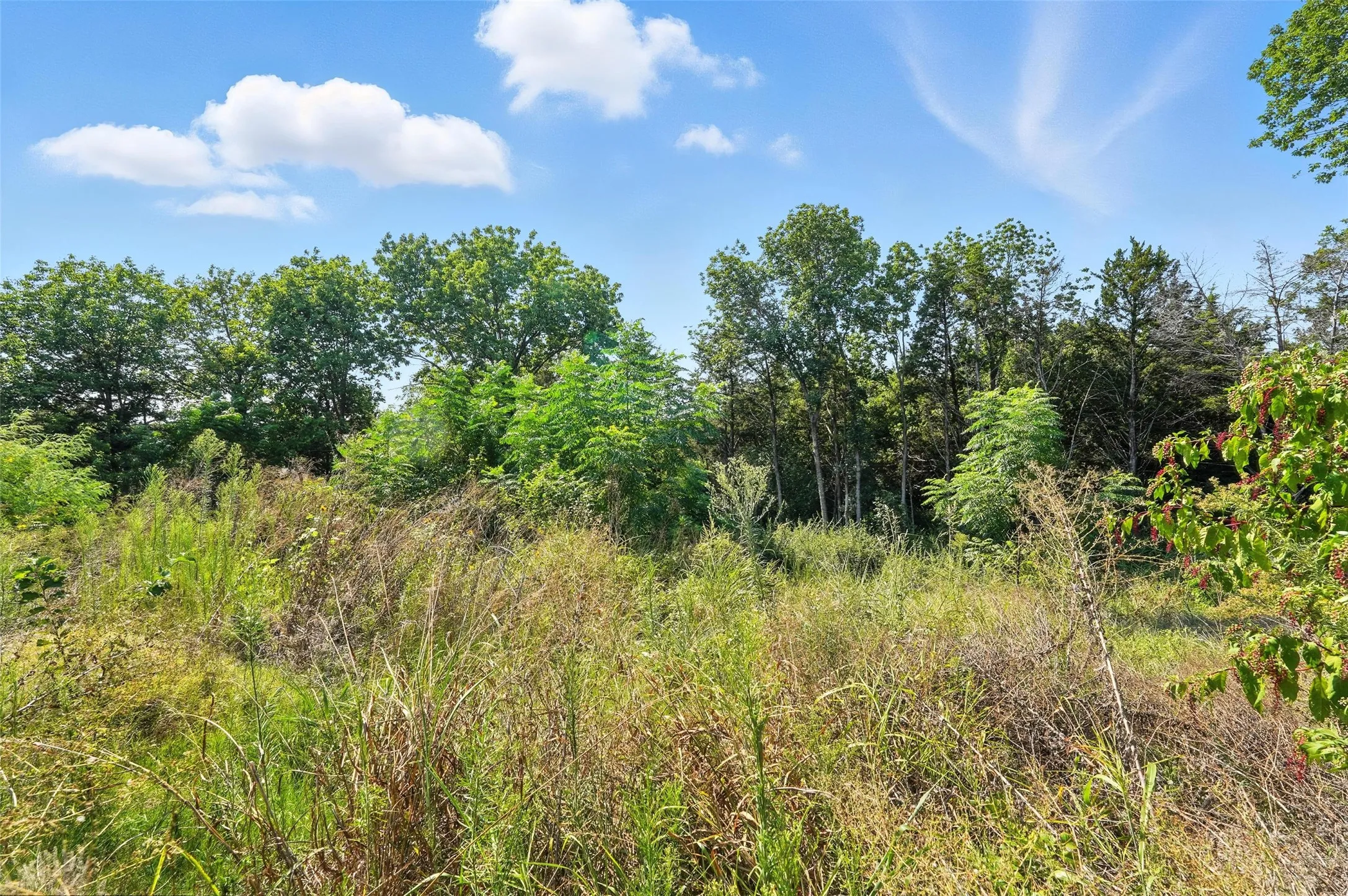 View of local wilderness
