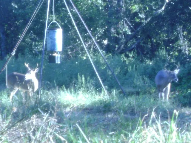 Feeder and young bucks.