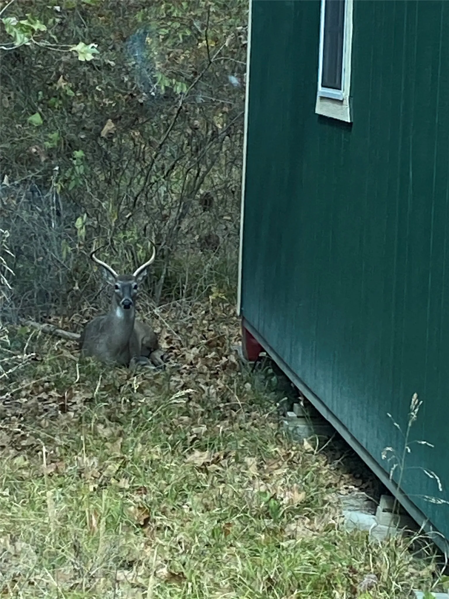VISITING BUCK AT CABIN