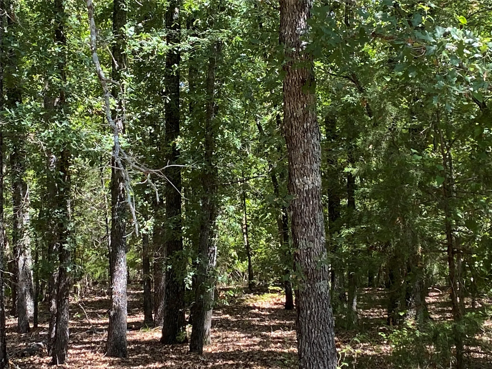 126.6 acres of hardwoods and cedars.