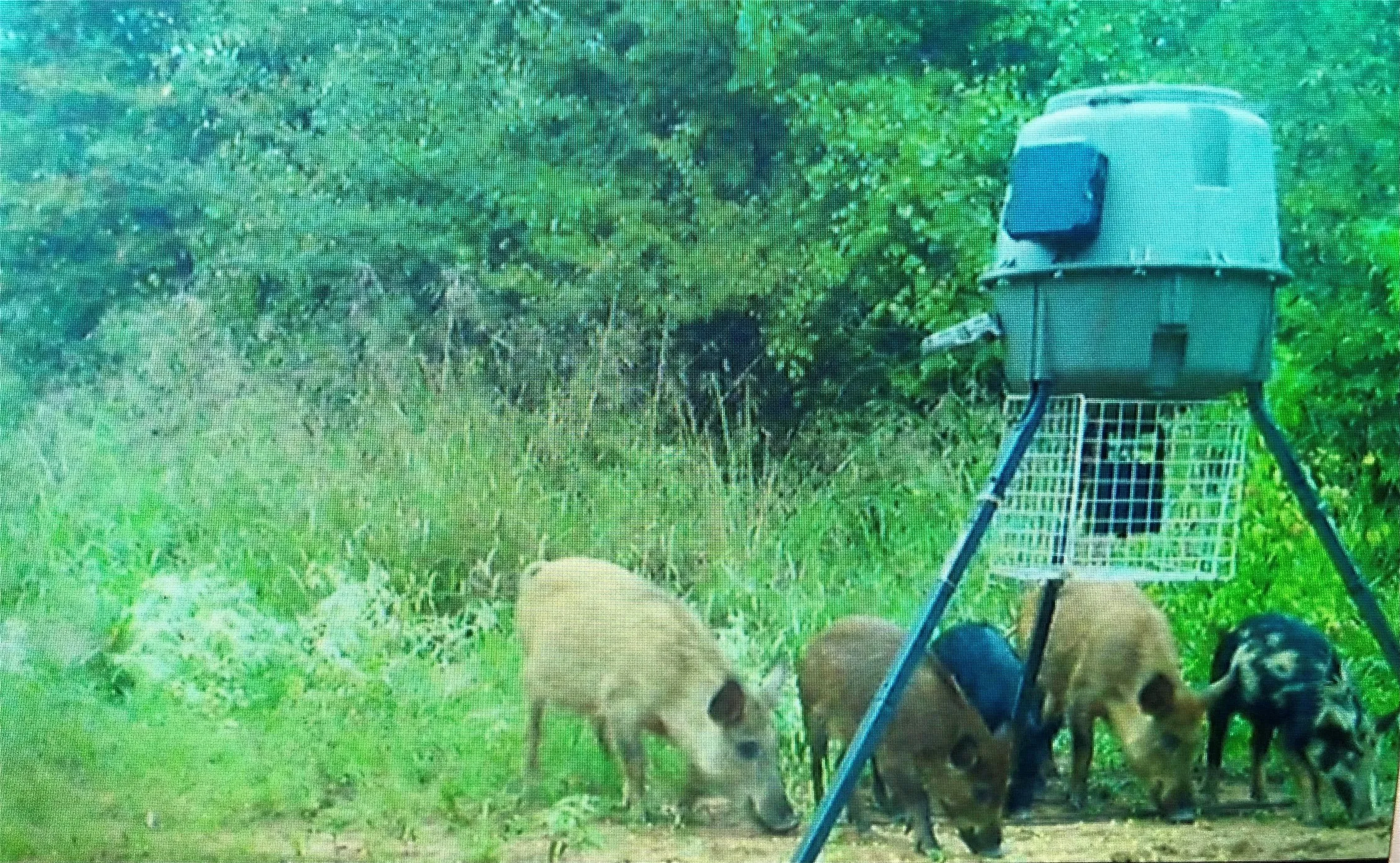 HOGS