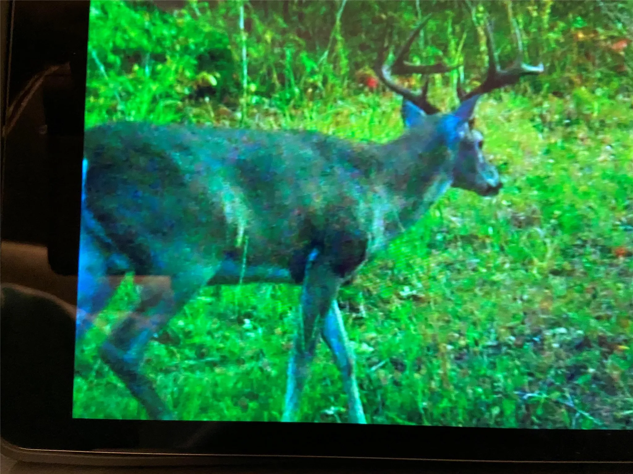 Uncle Buck headed toward the feeder.
