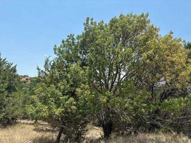 Unimproved Land For Sale in Palo Pinto County , Lot 246 Broadmoor Court, Possum Kingdom Lake, Texas 76449, 0, 0, Garage spaces, 0 Sqft, built in 0, mls#21027888, Real Estate Agent in Possum Kingdom Lake, Homes For Sale in Palo Pinto county, Homes For Sale in Possum Kingdom Lake, Realtor in Possum Kingdom Lake Texas, Real Estate Brokerage Independent Realty Texas, Luminita Cordes Realtor