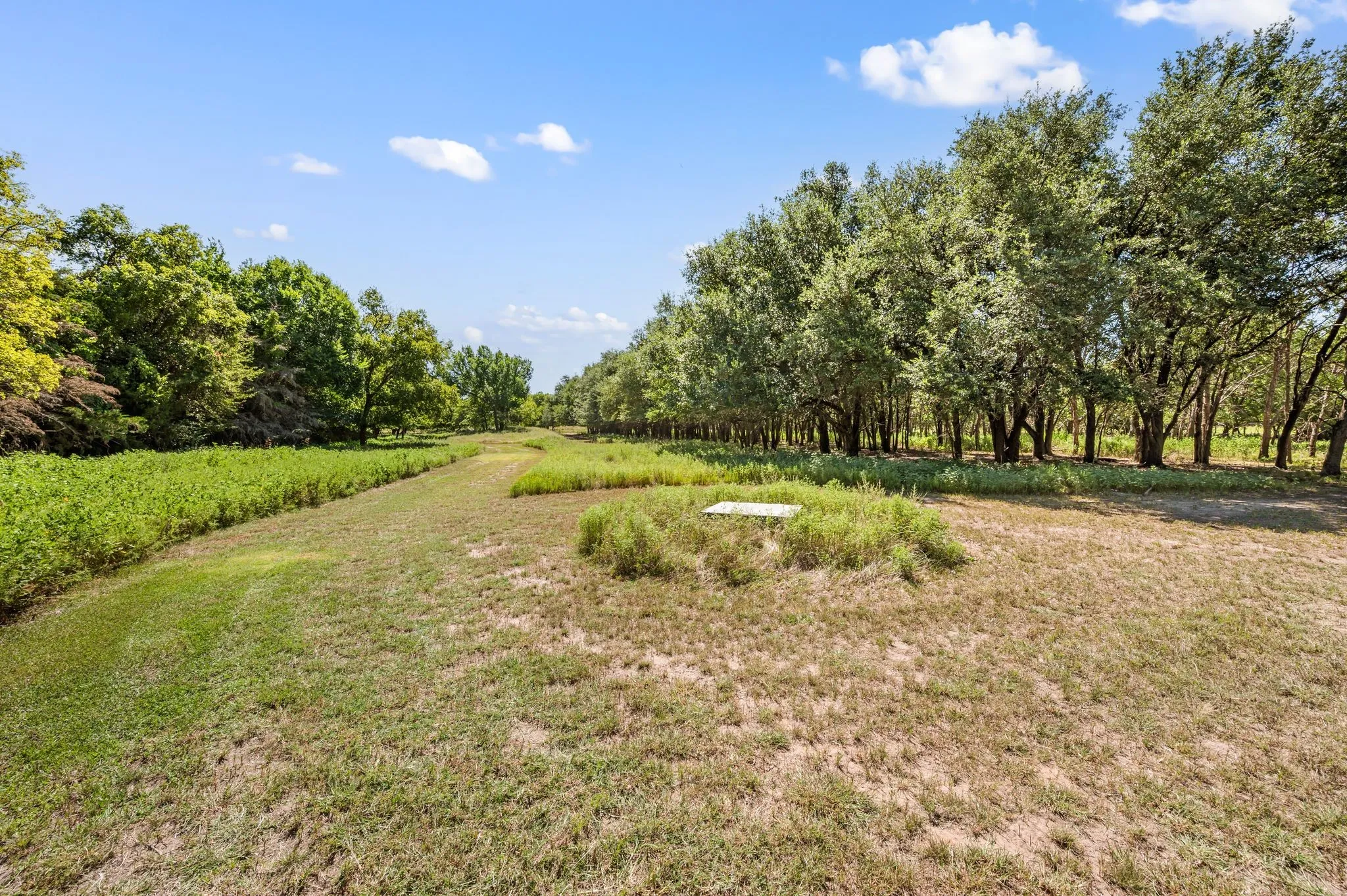 View of grassy yard