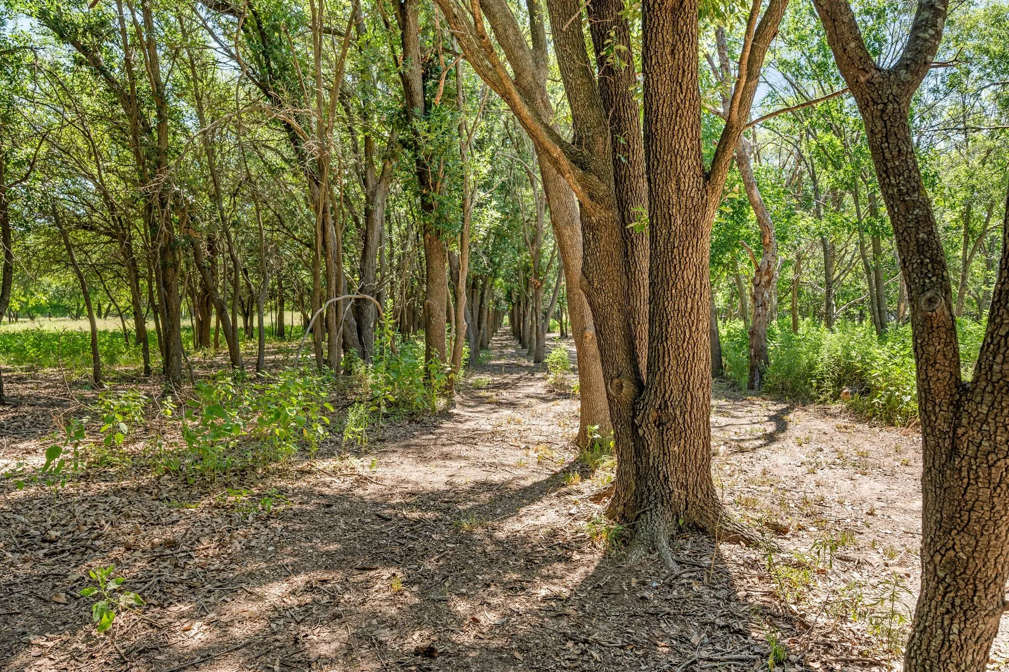 View of wooded area