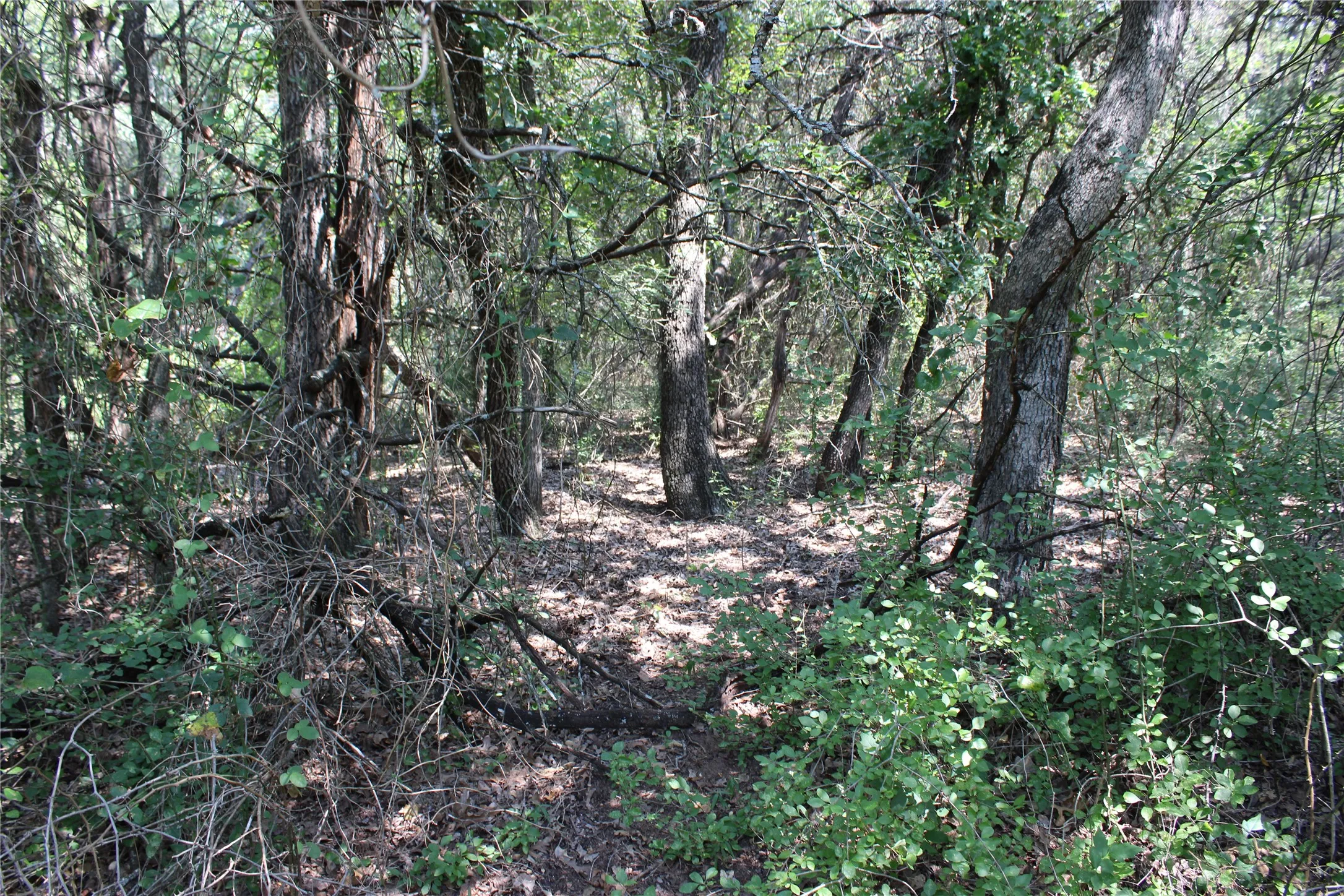 Into the Woods!