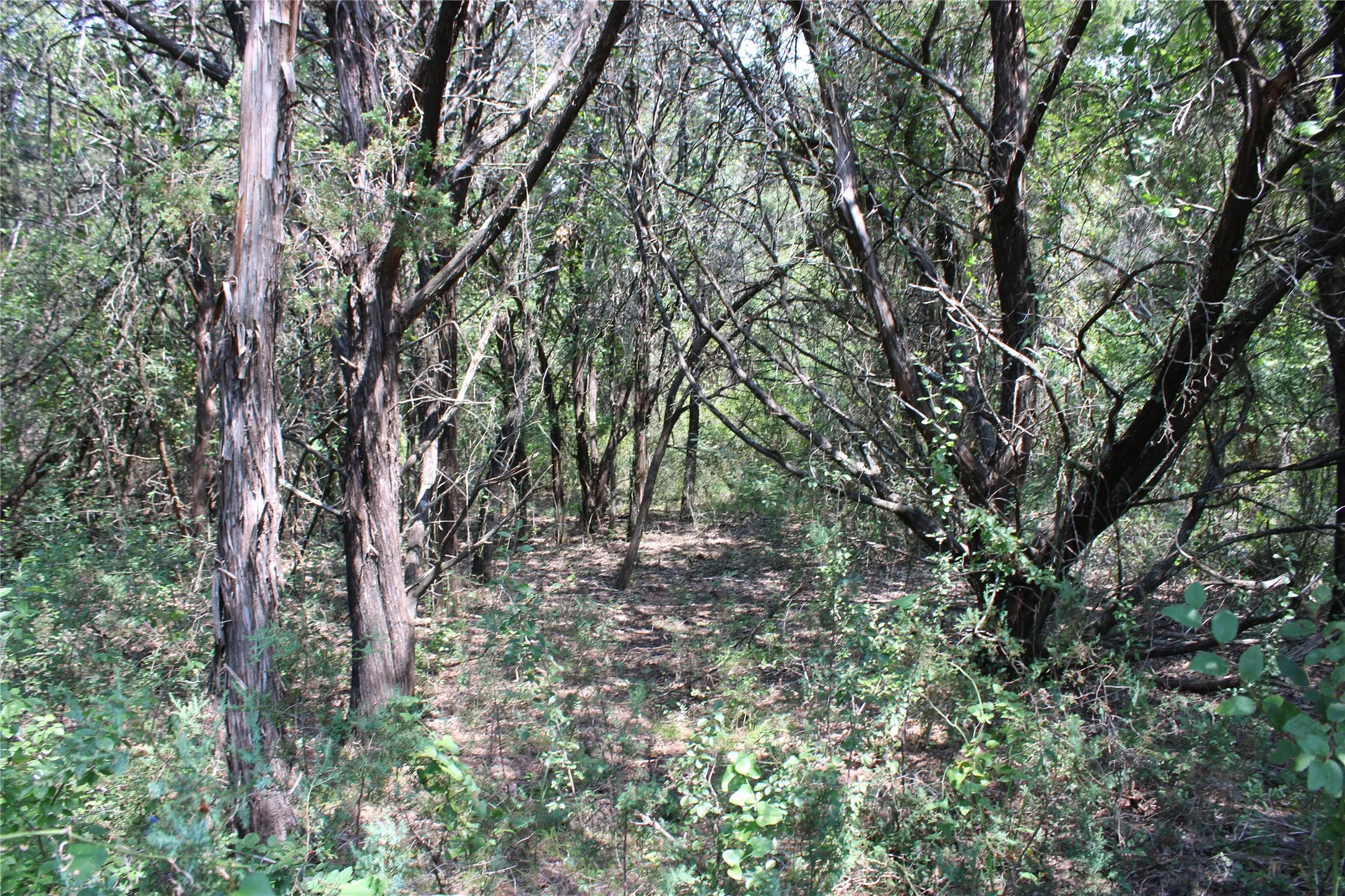 into the Woods!