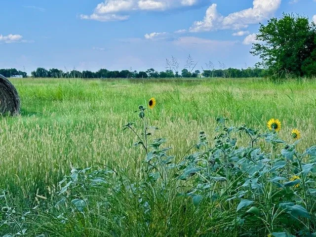 Unimproved Land For Sale in Fannin County , TBD 19.933AC TX-11, Bailey, Texas 75413, 0, 0, Garage spaces, 0 Sqft, built in 0, Price $498,230, mls#21030483, Real Estate Agent in Bailey, Homes For Sale in Fannin county, Homes For Sale in Bailey, Realtor in Bailey Texas, Real Estate Brokerage Independent Realty Texas, Luminita Cordes Realtor