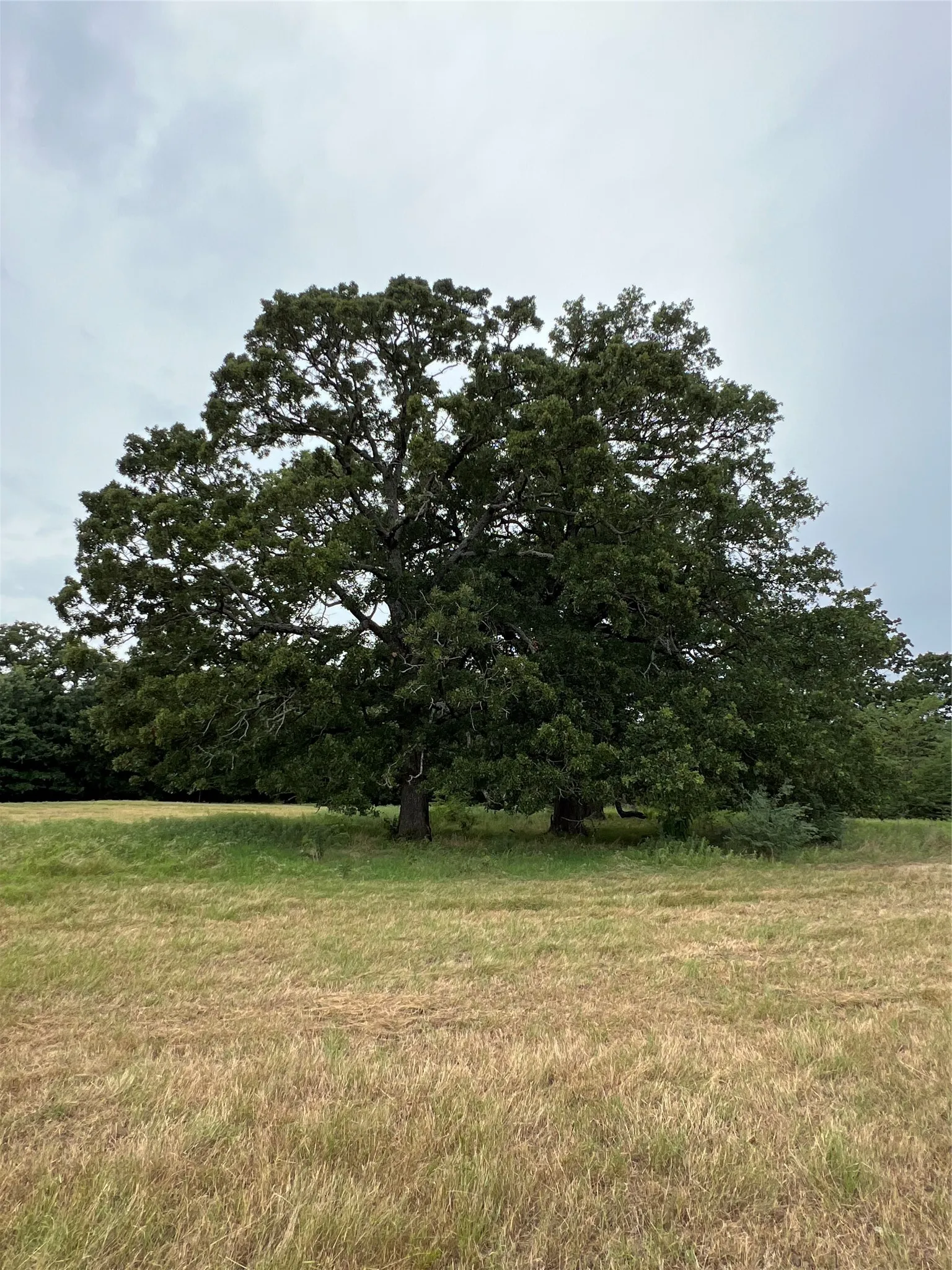 Improved Land For Sale in Hopkins County , 000 County Road 3512, Dike, Texas 75437, 0, 0, Garage spaces, 0 Sqft, built in 0, Price $60,000, mls#21030651, Real Estate Agent in Dike, Homes For Sale in Hopkins county, Homes For Sale in Dike, Realtor in Dike Texas, Real Estate Brokerage Independent Realty Texas, Luminita Cordes Realtor