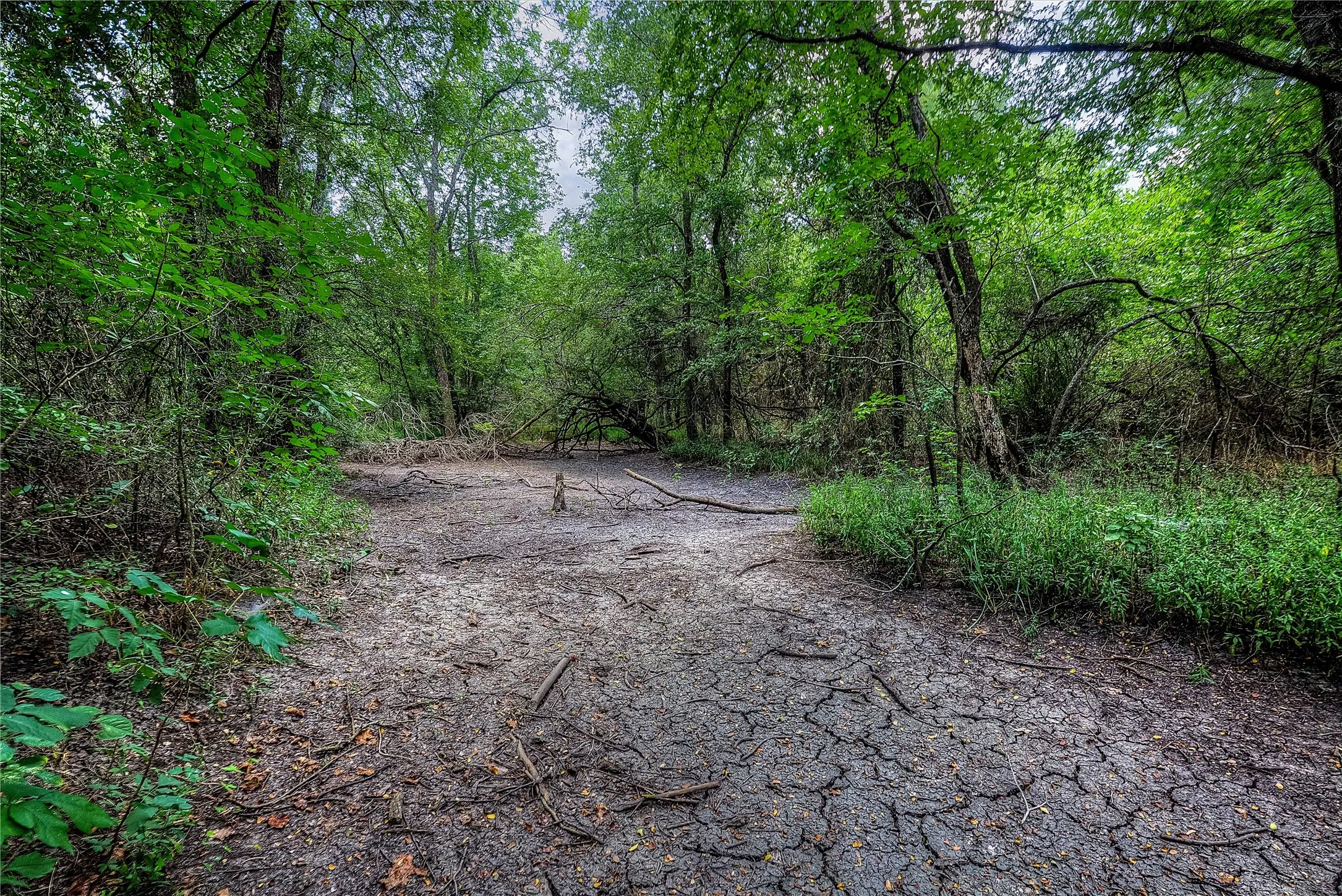 View of woods