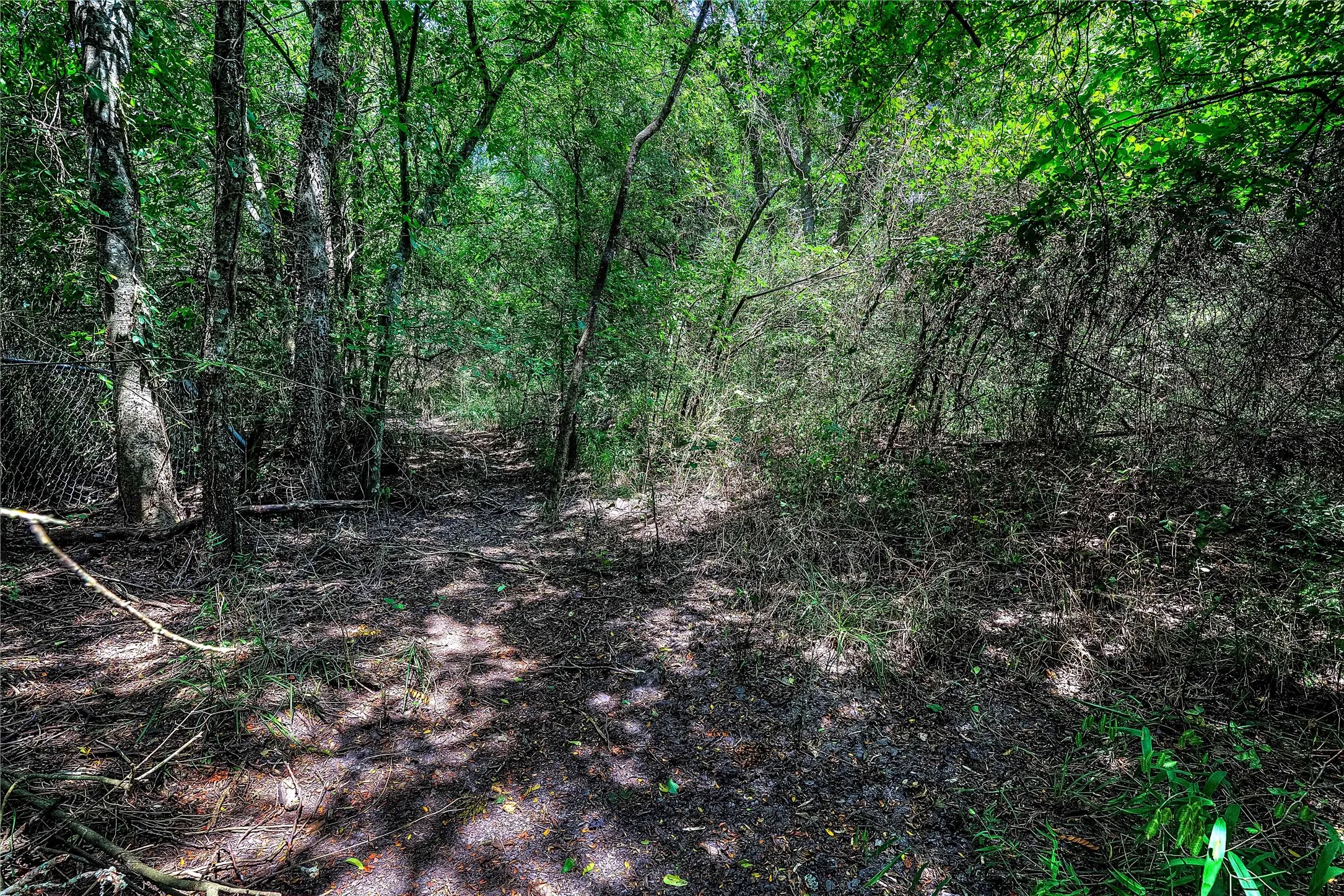 Woods to explore
