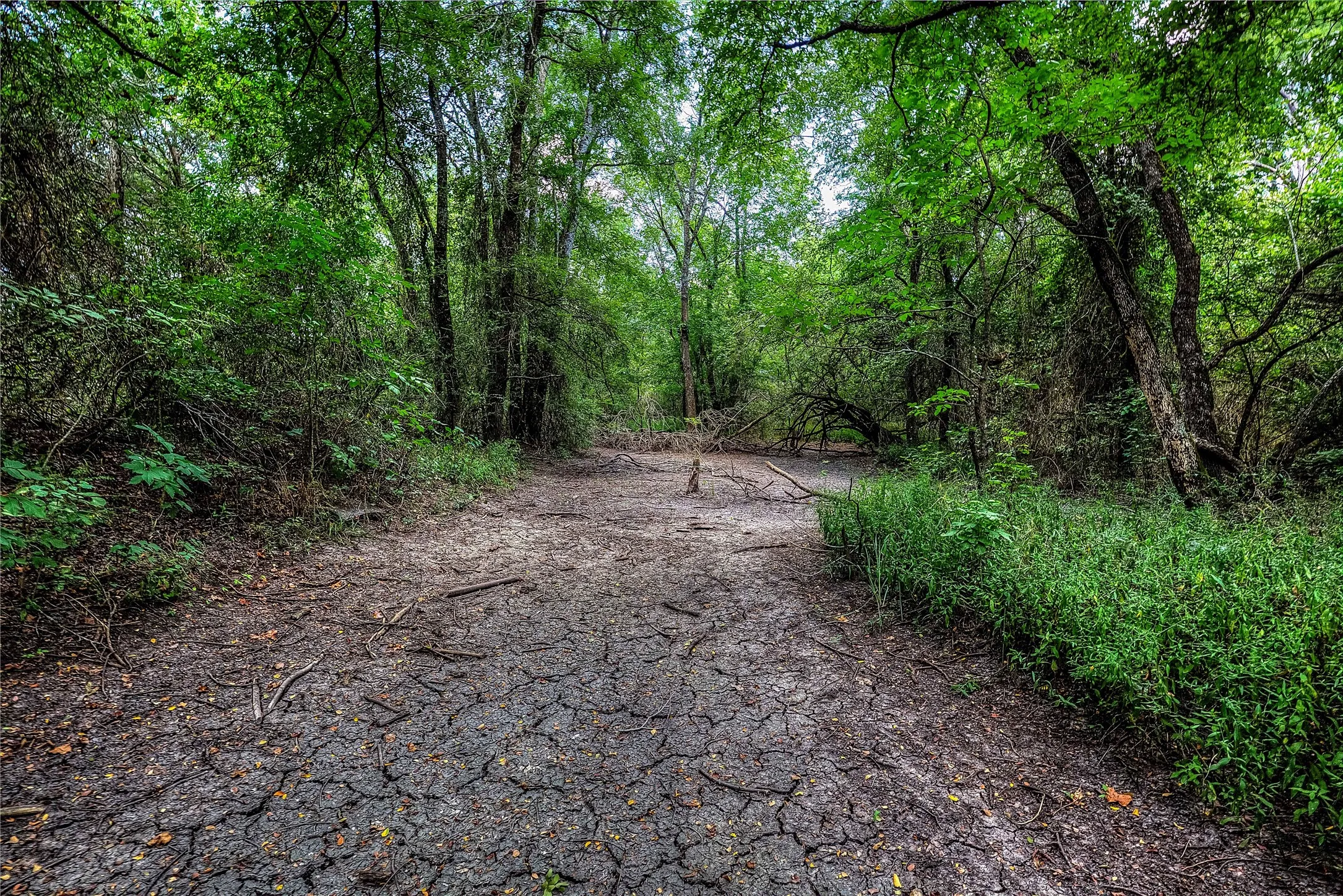 View of road featuring a wooded view