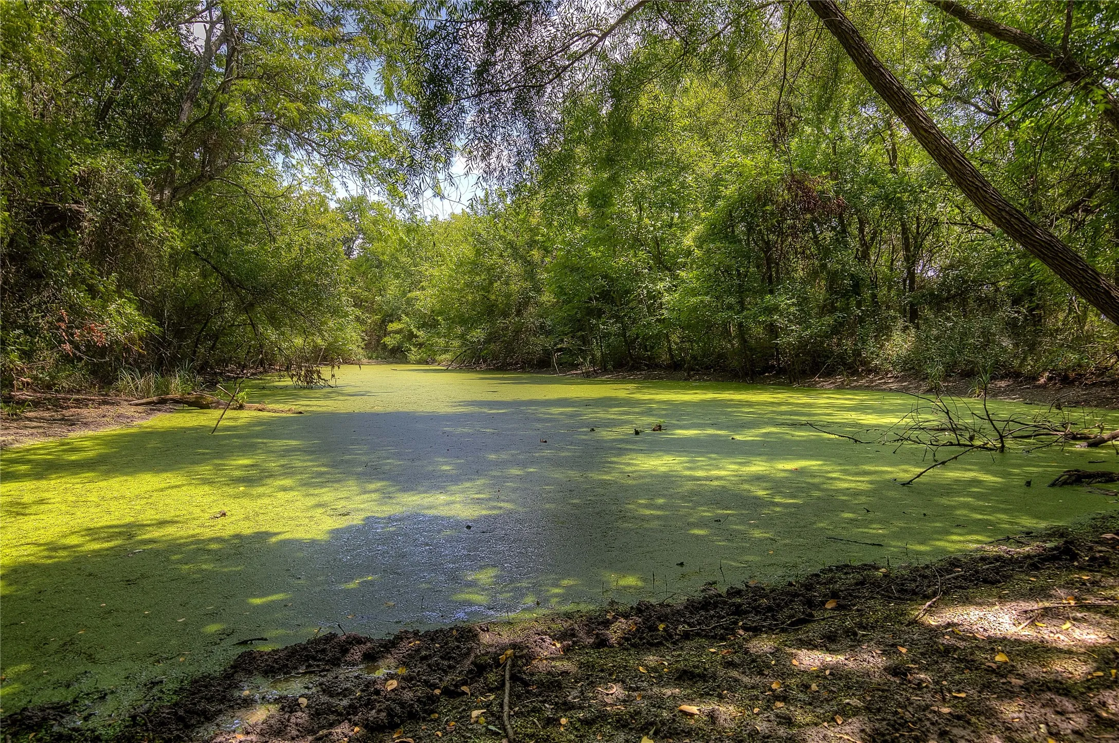 pond in the woods