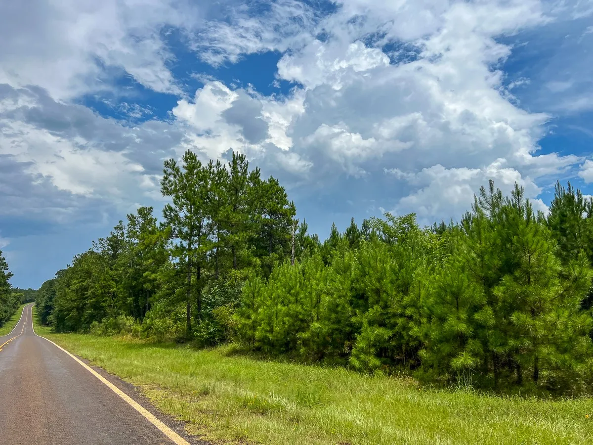 View of asphalt road with a forest view