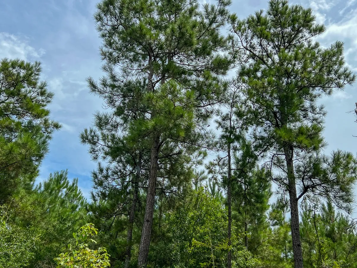 View of tree filled area