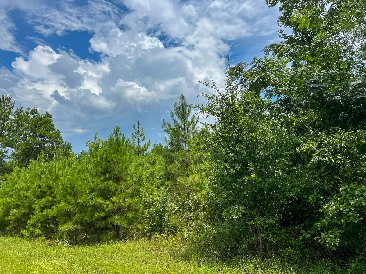 View of woods