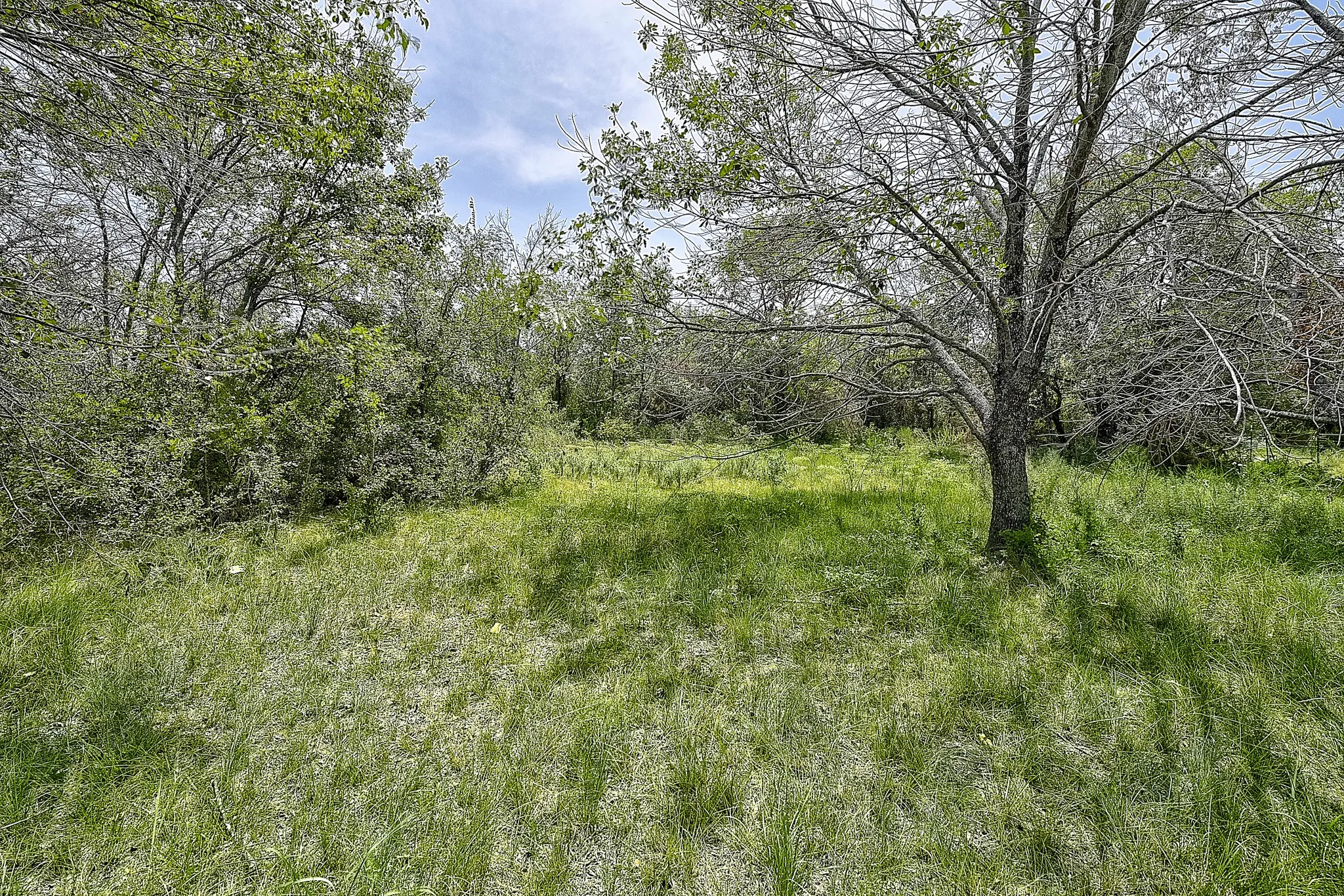 View of tree filled area