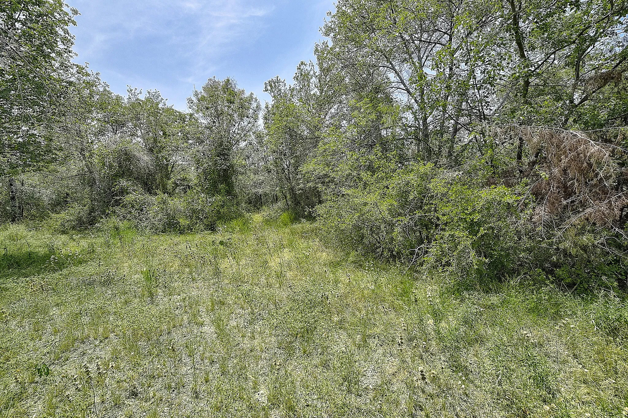 View of local wilderness