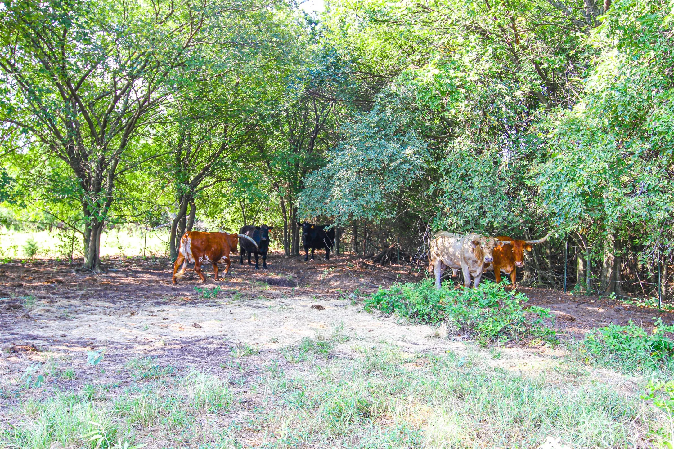 Creek Area