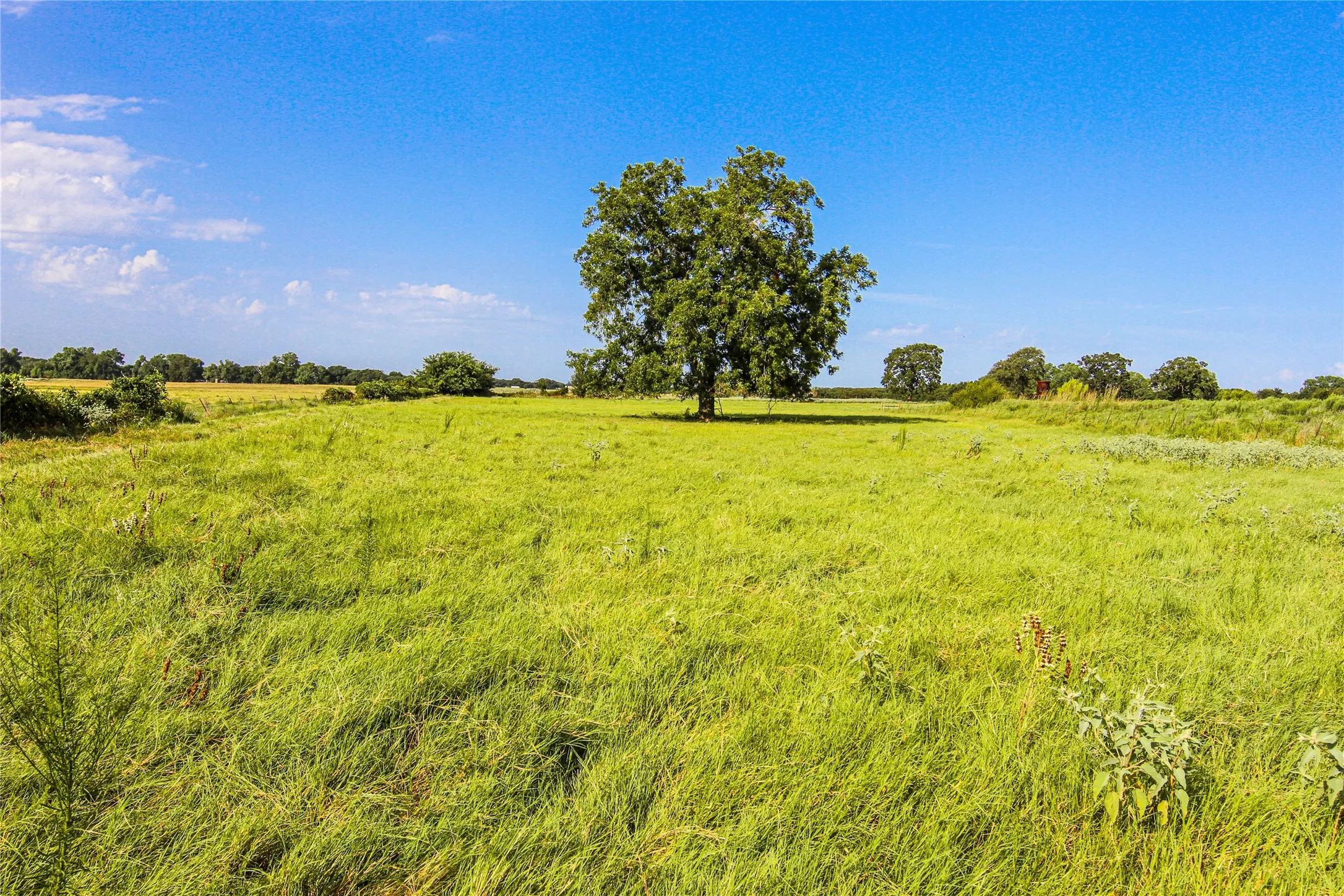 Pecan Tree