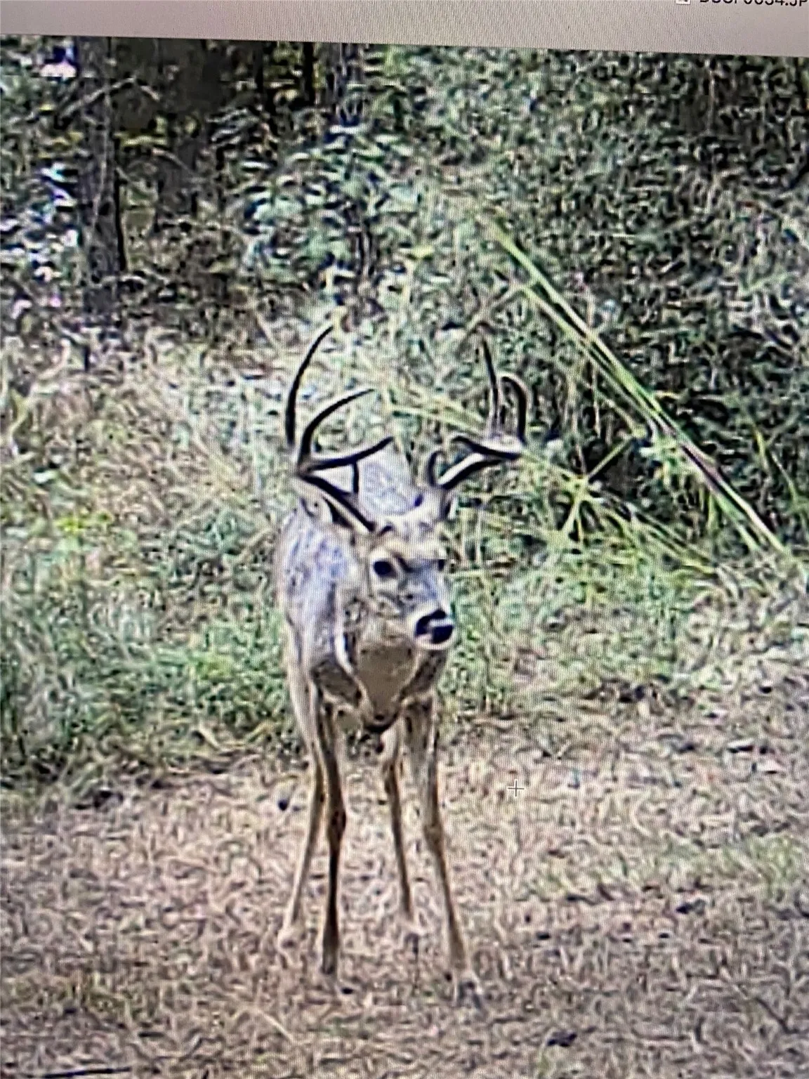 Unimproved Land For Sale in Freestone County , 541 FCR 240, Fairfield, Texas 75840, 0, 0, Garage spaces, 0 Sqft, built in 1960, mls#21034982, Real Estate Agent in Fairfield, Homes For Sale in Freestone county, Homes For Sale in Fairfield, Realtor in Fairfield Texas, Real Estate Brokerage Independent Realty Texas, Luminita Cordes Realtor