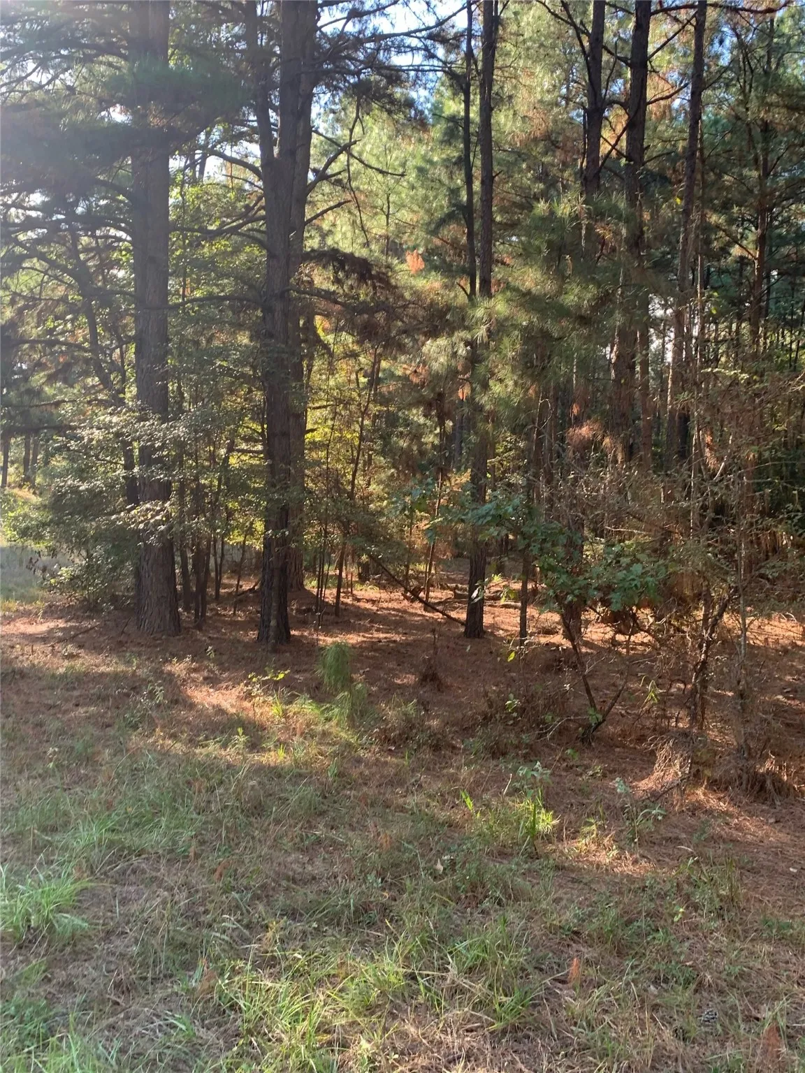Unimproved Land For Sale in Freestone County , 541 FCR 240, Fairfield, Texas 75840, 0, 0, Garage spaces, 0 Sqft, built in 1960, mls#21034982, Real Estate Agent in Fairfield, Homes For Sale in Freestone county, Homes For Sale in Fairfield, Realtor in Fairfield Texas, Real Estate Brokerage Independent Realty Texas, Luminita Cordes Realtor