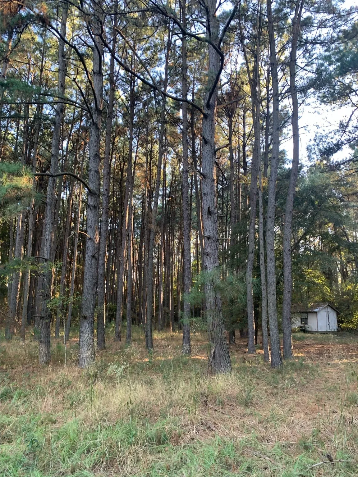Unimproved Land For Sale in Freestone County , 541 FCR 240, Fairfield, Texas 75840, 0, 0, Garage spaces, 0 Sqft, built in 1960, mls#21034982, Real Estate Agent in Fairfield, Homes For Sale in Freestone county, Homes For Sale in Fairfield, Realtor in Fairfield Texas, Real Estate Brokerage Independent Realty Texas, Luminita Cordes Realtor
