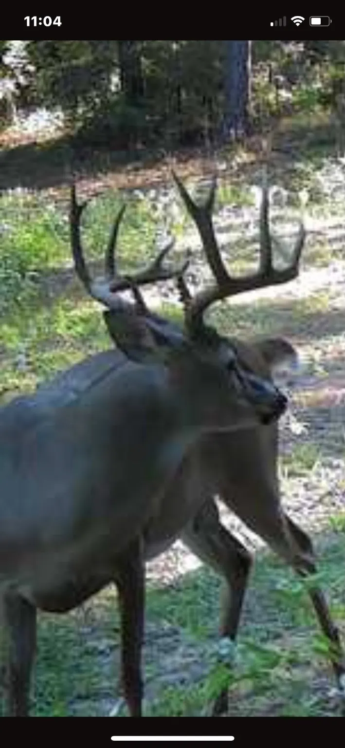 Unimproved Land For Sale in Freestone County , 541 FCR 240, Fairfield, Texas 75840, 0, 0, Garage spaces, 0 Sqft, built in 1960, mls#21034982, Real Estate Agent in Fairfield, Homes For Sale in Freestone county, Homes For Sale in Fairfield, Realtor in Fairfield Texas, Real Estate Brokerage Independent Realty Texas, Luminita Cordes Realtor