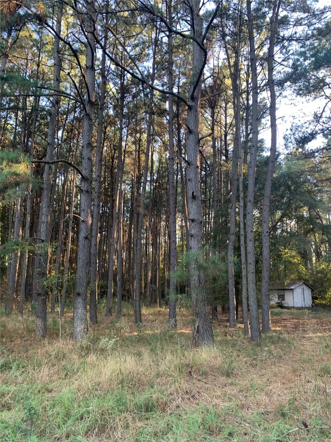 Unimproved Land For Sale in Freestone County , 541 FCR 240, Fairfield, Texas 75840, 0, 0, Garage spaces, 0 Sqft, built in 1960, mls#21034982, Real Estate Agent in Fairfield, Homes For Sale in Freestone county, Homes For Sale in Fairfield, Realtor in Fairfield Texas, Real Estate Brokerage Independent Realty Texas, Luminita Cordes Realtor