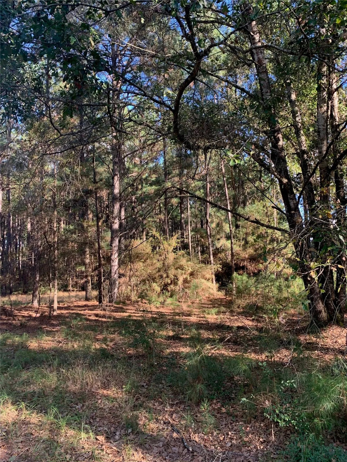 Unimproved Land For Sale in Freestone County , 541 FCR 240, Fairfield, Texas 75840, 0, 0, Garage spaces, 0 Sqft, built in 1960, mls#21034982, Real Estate Agent in Fairfield, Homes For Sale in Freestone county, Homes For Sale in Fairfield, Realtor in Fairfield Texas, Real Estate Brokerage Independent Realty Texas, Luminita Cordes Realtor