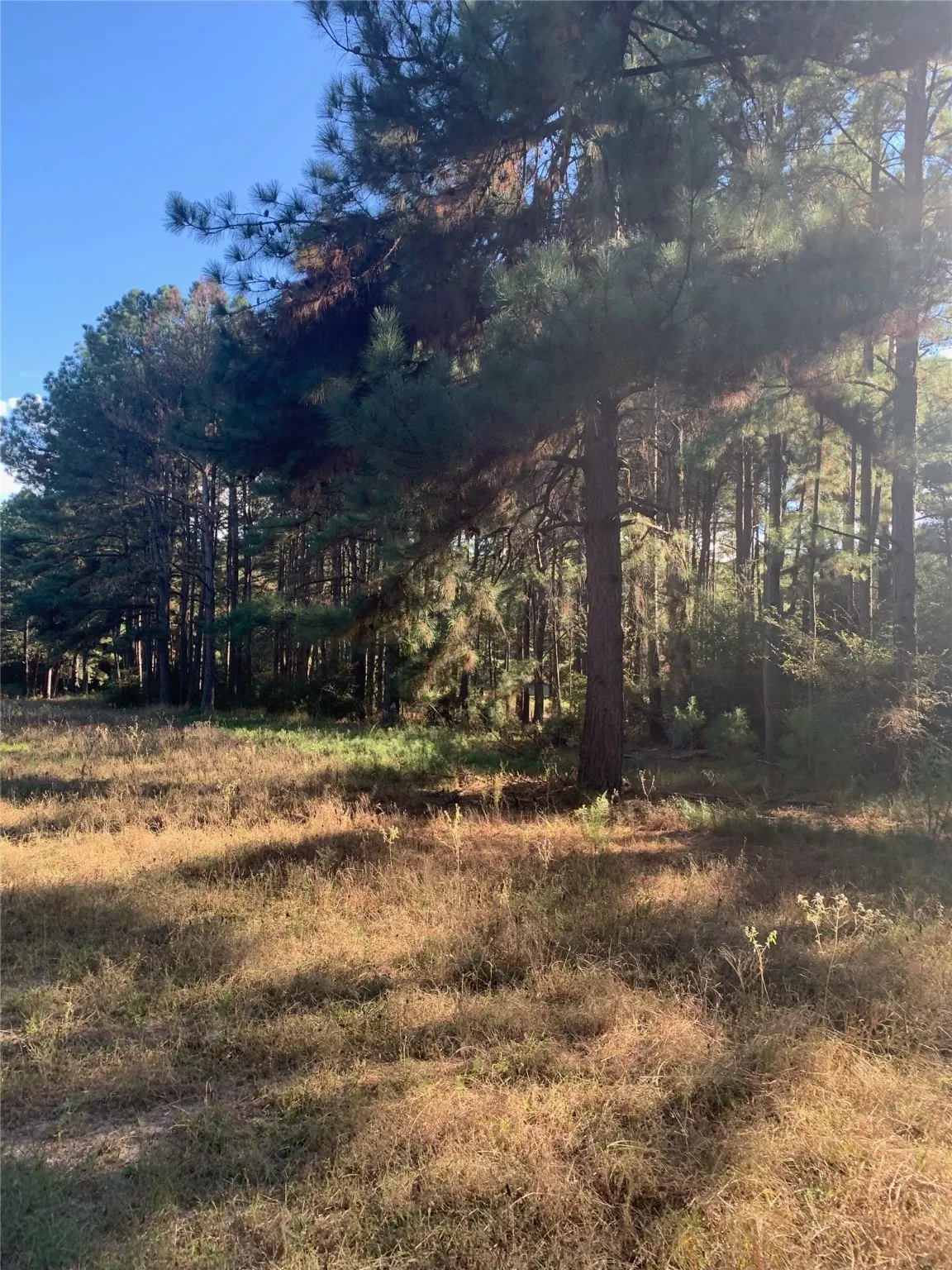 Unimproved Land For Sale in Freestone County , 541 FCR 240, Fairfield, Texas 75840, 0, 0, Garage spaces, 0 Sqft, built in 1960, mls#21034982, Real Estate Agent in Fairfield, Homes For Sale in Freestone county, Homes For Sale in Fairfield, Realtor in Fairfield Texas, Real Estate Brokerage Independent Realty Texas, Luminita Cordes Realtor