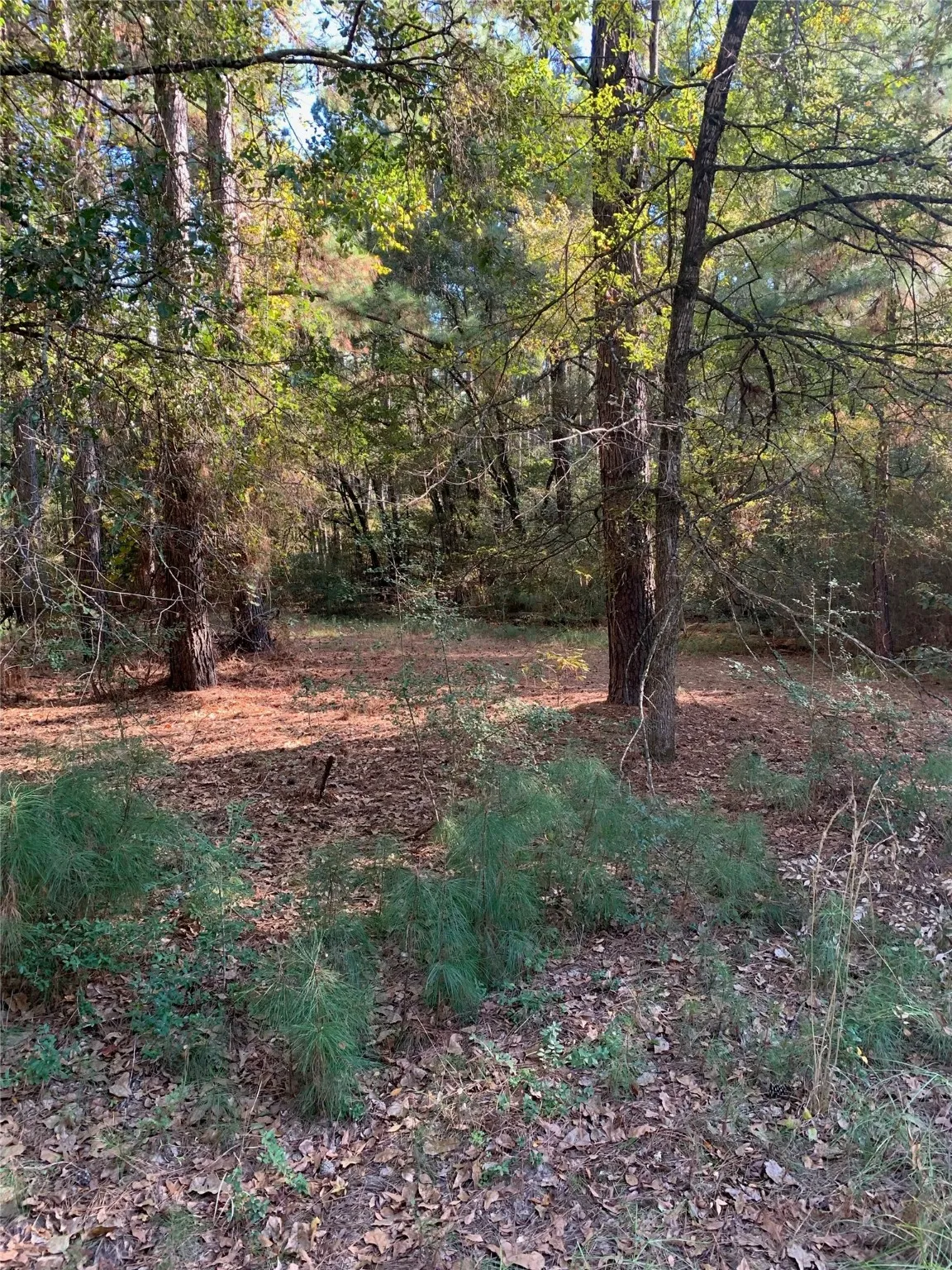 Unimproved Land For Sale in Freestone County , 541 FCR 240, Fairfield, Texas 75840, 0, 0, Garage spaces, 0 Sqft, built in 1960, mls#21034982, Real Estate Agent in Fairfield, Homes For Sale in Freestone county, Homes For Sale in Fairfield, Realtor in Fairfield Texas, Real Estate Brokerage Independent Realty Texas, Luminita Cordes Realtor