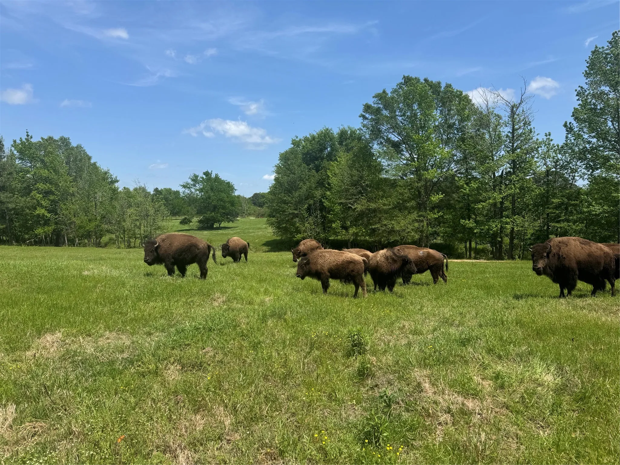 Ranch For Sale in Upshur County , 12403 FM 1975 Parcel A, Gilmer, Texas 75644, 0, 0, Garage spaces, 0 Sqft, built in 0, Price $193,500, mls#21034446, Real Estate Agent in Gilmer, Homes For Sale in Upshur county, Homes For Sale in Gilmer, Realtor in Gilmer Texas, Real Estate Brokerage Independent Realty Texas, Luminita Cordes Realtor