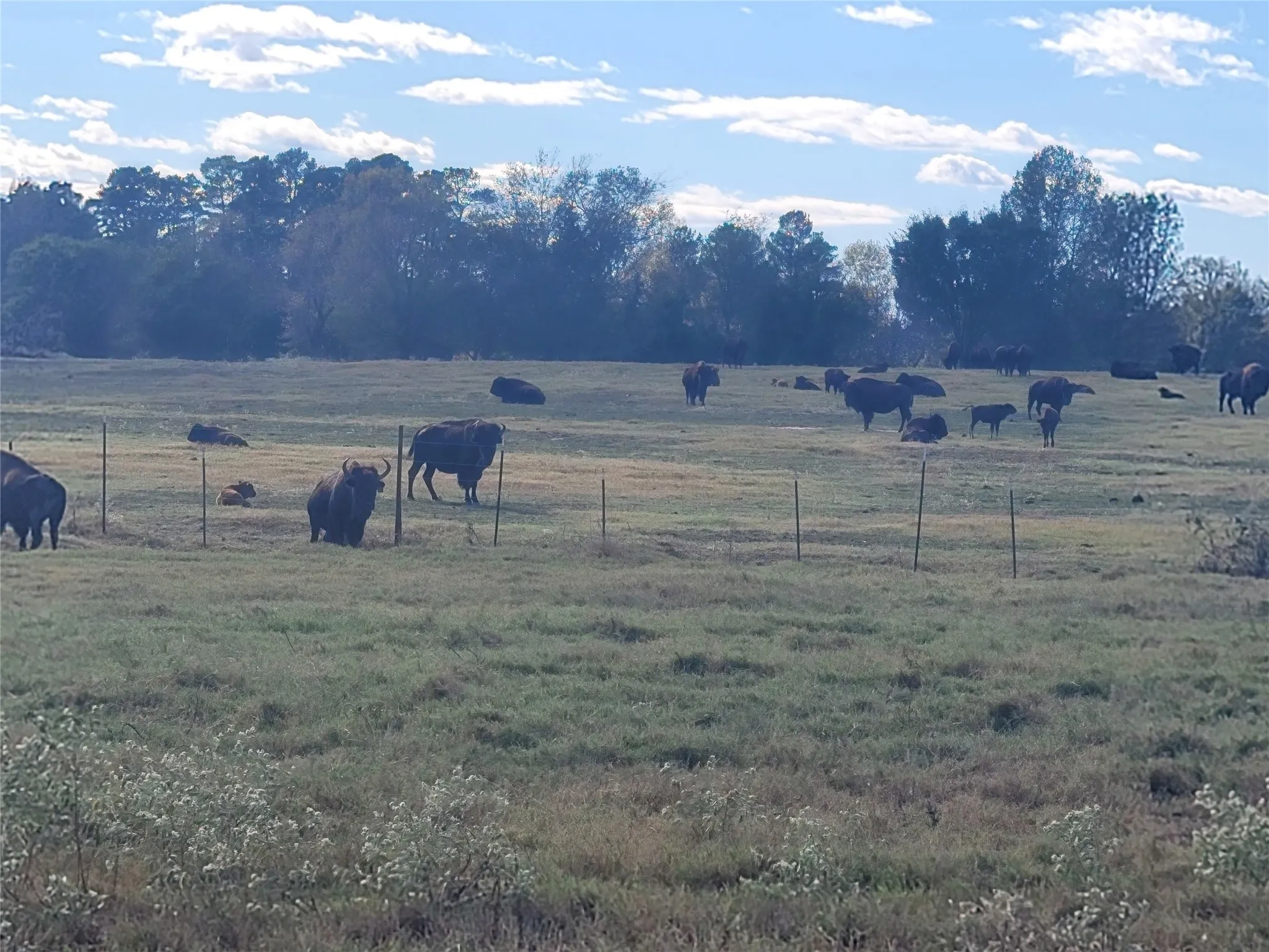 Ranch For Sale in Upshur County , 12403 FM 1975 Parcel G, Gilmer, Texas 75644, 0, 0, Garage spaces, 0 Sqft, built in 0, mls#21034690, Real Estate Agent in Gilmer, Homes For Sale in Upshur county, Homes For Sale in Gilmer, Realtor in Gilmer Texas, Real Estate Brokerage Independent Realty Texas, Luminita Cordes Realtor