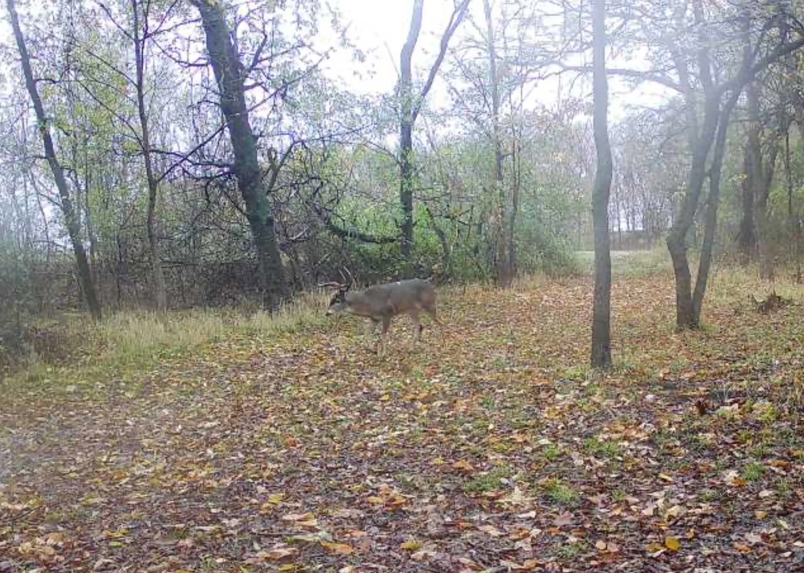 Unimproved Land For Sale in Grayson County , TBD 3rd Street, Pottsboro, Texas 75076, 0, 0, Garage spaces, 0 Sqft, built in 0, Price $1,195,000, mls#21036458, Real Estate Agent in Pottsboro, Homes For Sale in Grayson county, Homes For Sale in Pottsboro, Realtor in Pottsboro Texas, Real Estate Brokerage Independent Realty Texas, Luminita Cordes Realtor