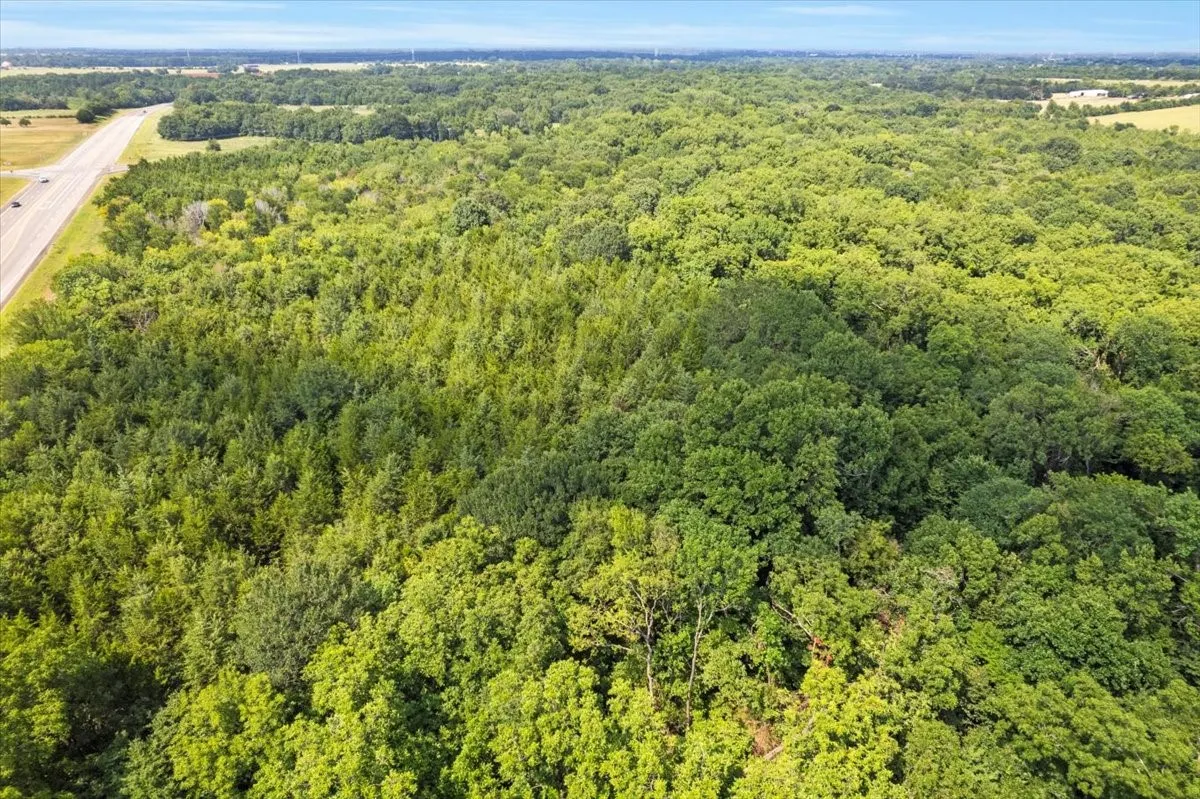 Bird's eye view of a forest