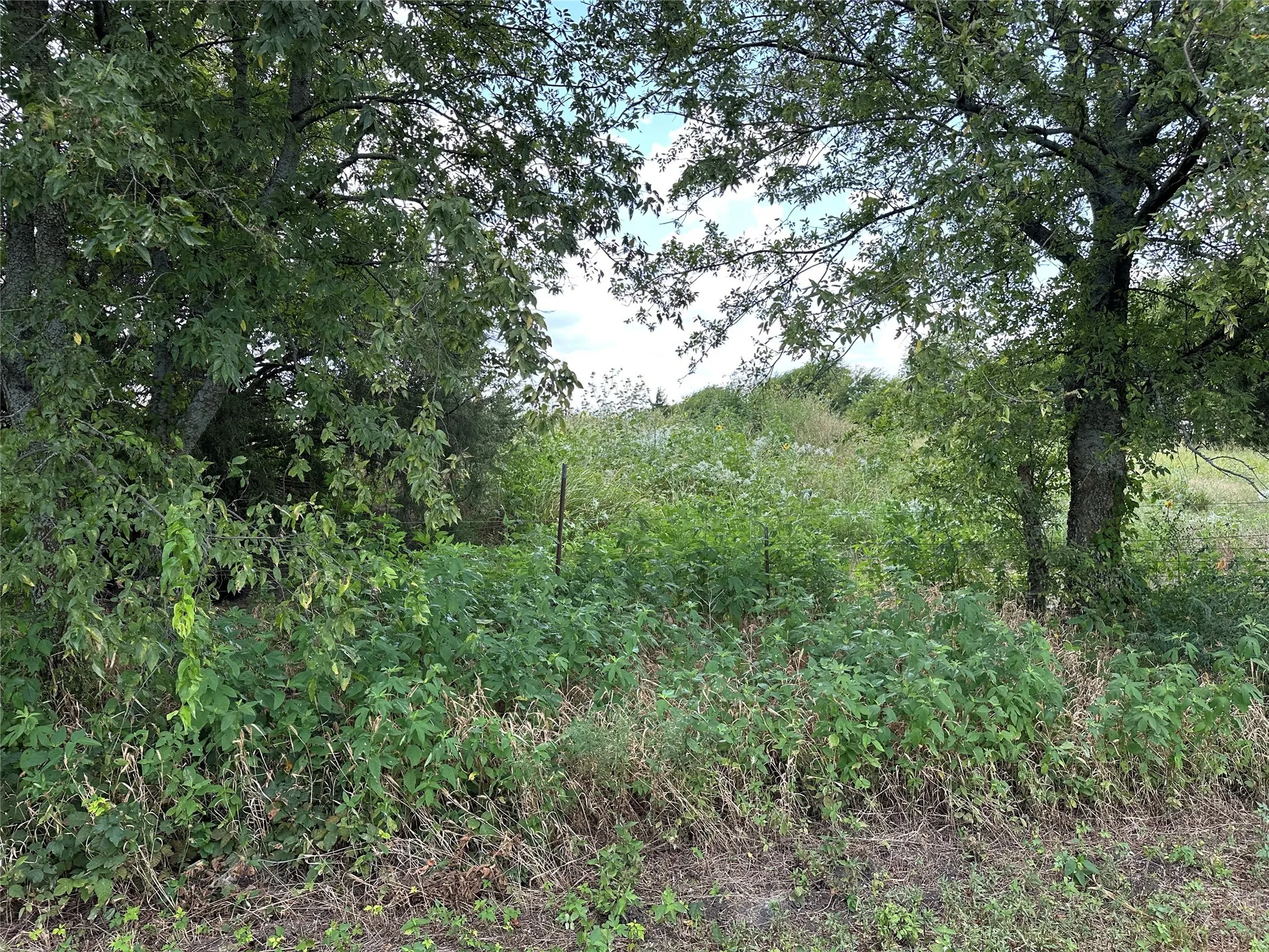 View of tree filled area