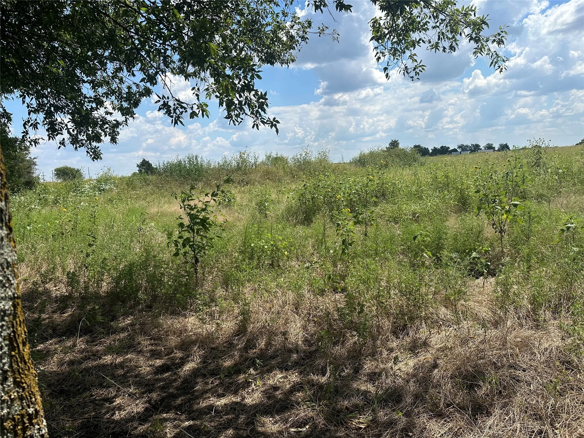 View of undeveloped land