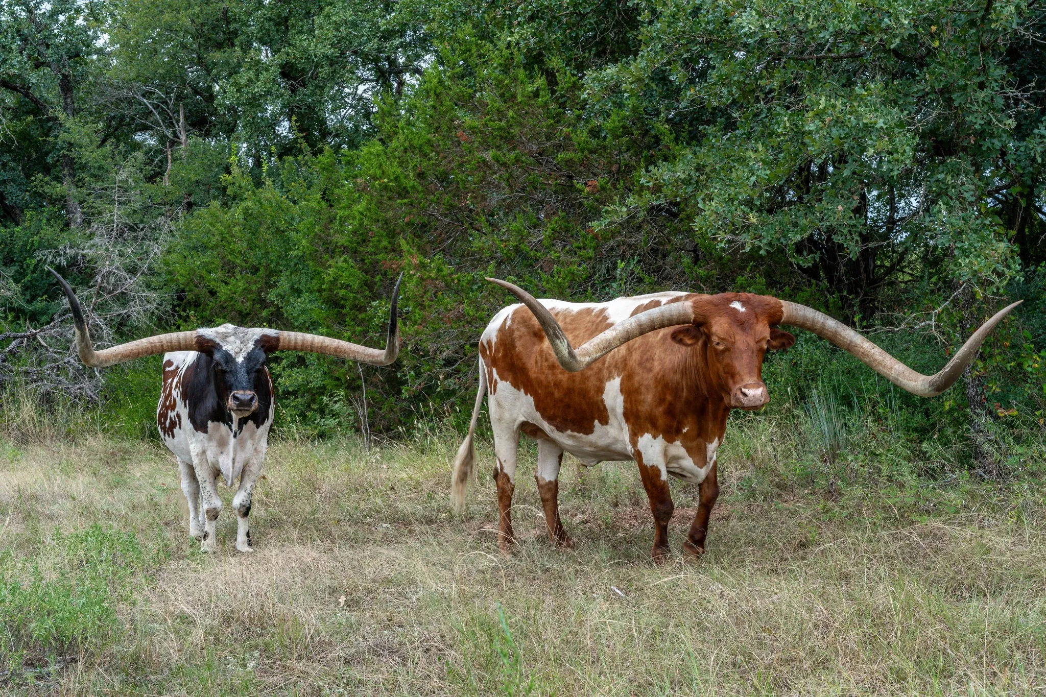 Farm For Sale in Erath County , 2707 County Road 247, Hico, Texas 76457, 4 Bedroom, 3 Bathroom, 3 Garage spaces, 2,846 Sqft, built in 1987, mls#21041986, Real Estate Agent in Hico, Homes For Sale in Erath county, Homes For Sale in Hico, Realtor in Hico Texas, Real Estate Brokerage Independent Realty Texas, Luminita Cordes Realtor