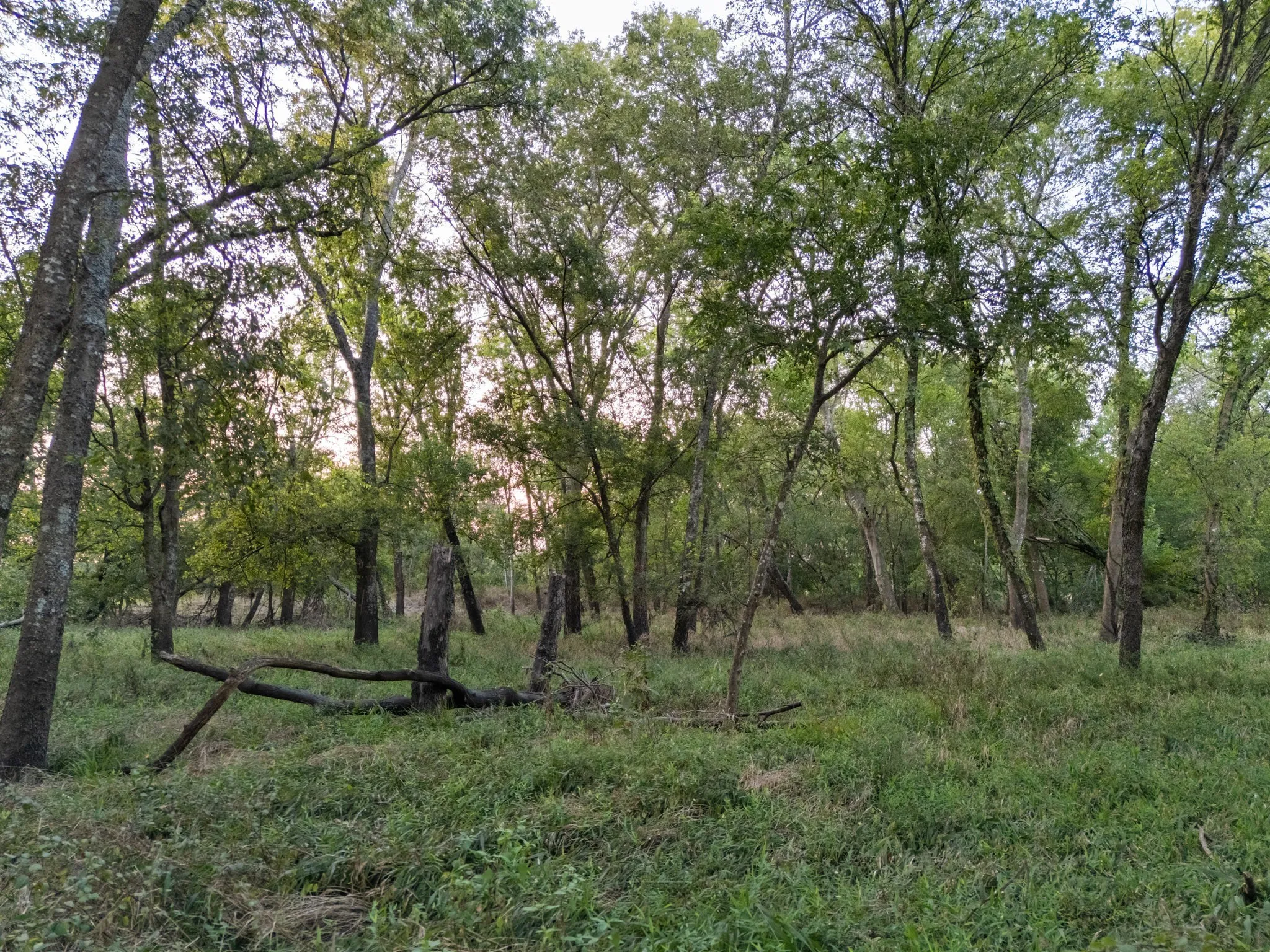 Unimproved Land For Sale in Limestone County , TBD W State Highway 164, Mart, Texas 76664, 0, 0, Garage spaces, 0 Sqft, built in 0, Price $350,000, mls#21043076, Real Estate Agent in Mart, Homes For Sale in Limestone county, Homes For Sale in Mart, Realtor in Mart Texas, Real Estate Brokerage Independent Realty Texas, Luminita Cordes Realtor