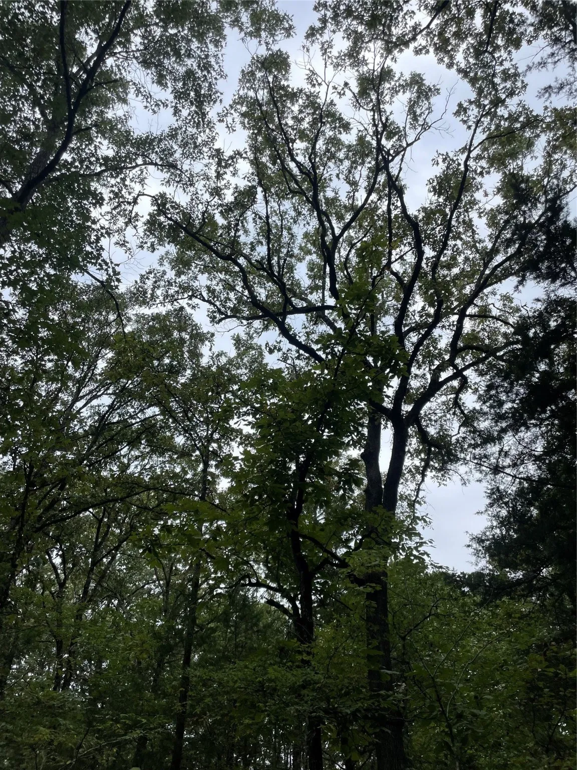 Unimproved Land For Sale in Titus County , 0016 CR 1915, Talco, Texas 75487, 0, 0, Garage spaces, 0 Sqft, built in 0, Price $99,428, mls#21045214, Real Estate Agent in Talco, Homes For Sale in Titus county, Homes For Sale in Talco, Realtor in Talco Texas, Real Estate Brokerage Independent Realty Texas, Luminita Cordes Realtor