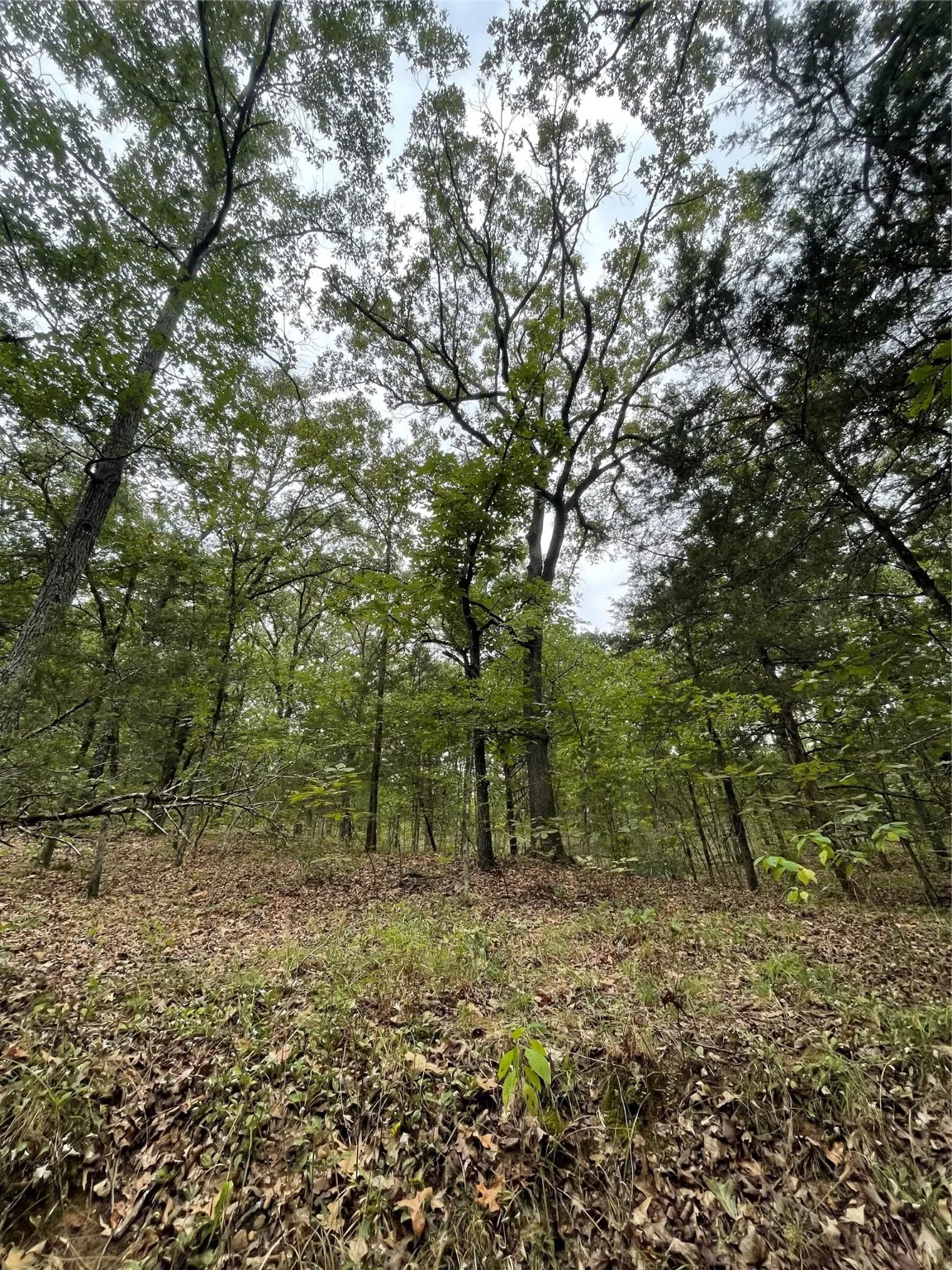 Unimproved Land For Sale in Titus County , 0016 CR 1915, Talco, Texas 75487, 0, 0, Garage spaces, 0 Sqft, built in 0, Price $99,428, mls#21045214, Real Estate Agent in Talco, Homes For Sale in Titus county, Homes For Sale in Talco, Realtor in Talco Texas, Real Estate Brokerage Independent Realty Texas, Luminita Cordes Realtor