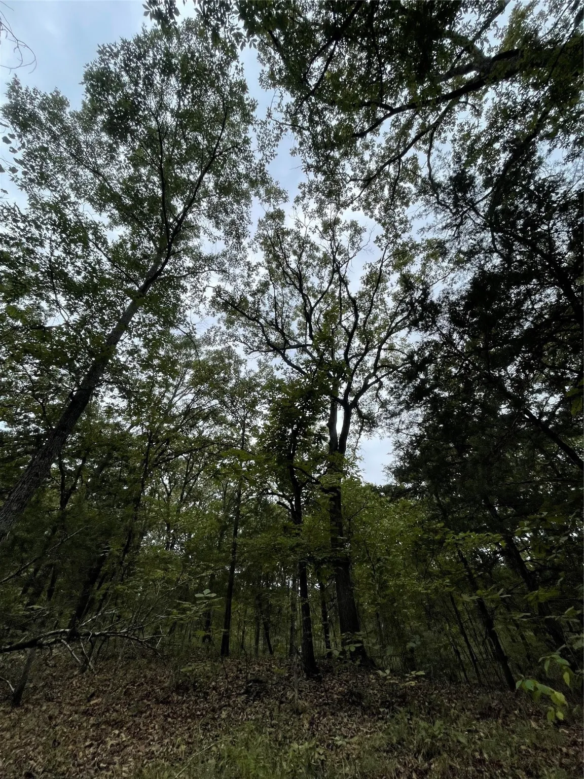 Unimproved Land For Sale in Titus County , 0016 CR 1915, Talco, Texas 75487, 0, 0, Garage spaces, 0 Sqft, built in 0, Price $99,428, mls#21045214, Real Estate Agent in Talco, Homes For Sale in Titus county, Homes For Sale in Talco, Realtor in Talco Texas, Real Estate Brokerage Independent Realty Texas, Luminita Cordes Realtor