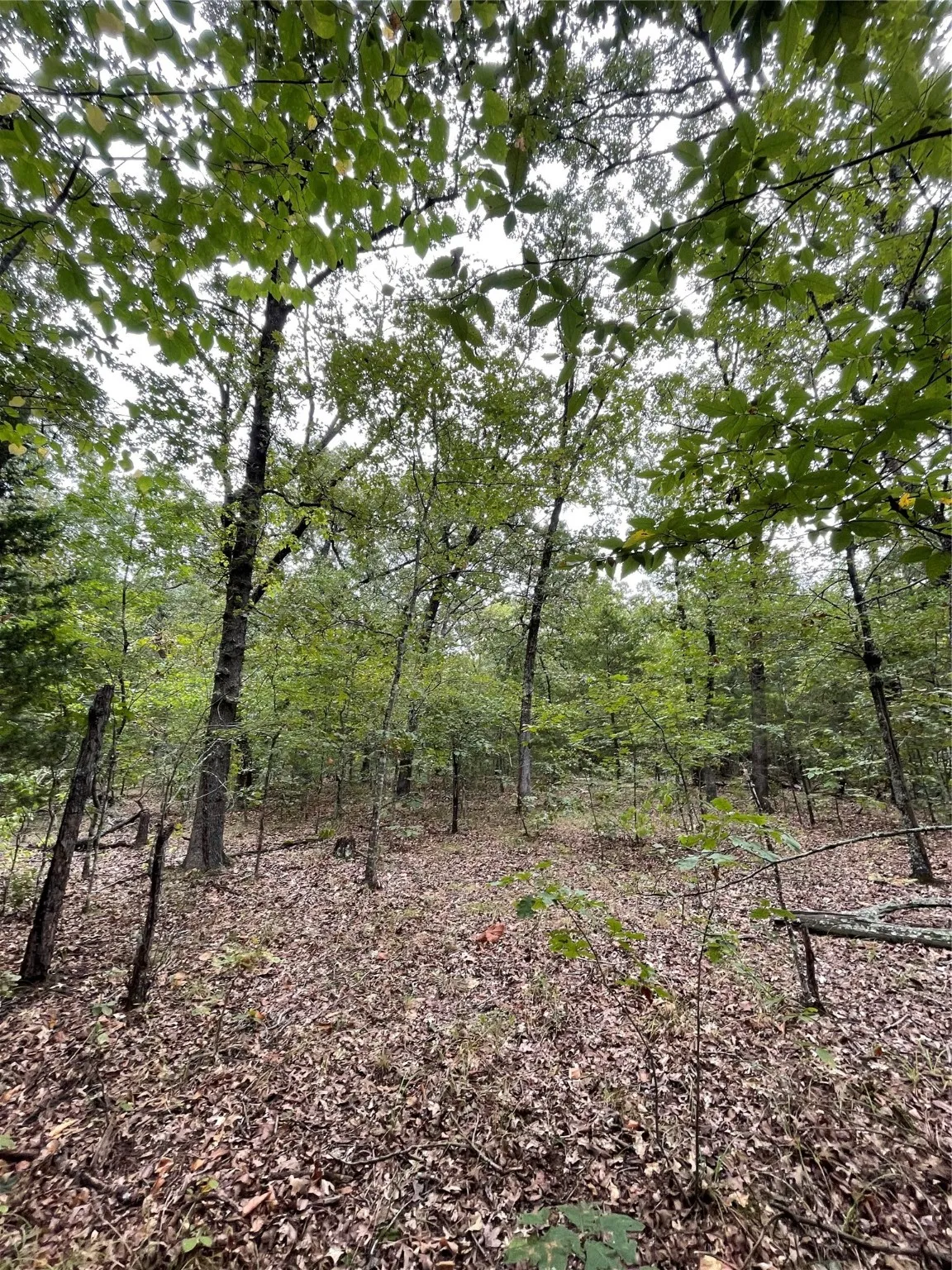 Unimproved Land For Sale in Titus County , 0016 CR 1915, Talco, Texas 75487, 0, 0, Garage spaces, 0 Sqft, built in 0, Price $99,428, mls#21045214, Real Estate Agent in Talco, Homes For Sale in Titus county, Homes For Sale in Talco, Realtor in Talco Texas, Real Estate Brokerage Independent Realty Texas, Luminita Cordes Realtor