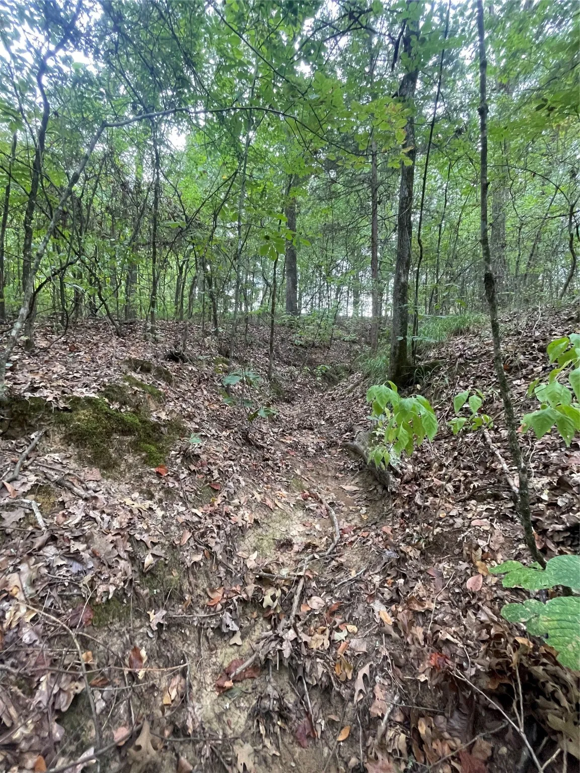 Unimproved Land For Sale in Titus County , 0016 CR 1915, Talco, Texas 75487, 0, 0, Garage spaces, 0 Sqft, built in 0, Price $99,428, mls#21045214, Real Estate Agent in Talco, Homes For Sale in Titus county, Homes For Sale in Talco, Realtor in Talco Texas, Real Estate Brokerage Independent Realty Texas, Luminita Cordes Realtor