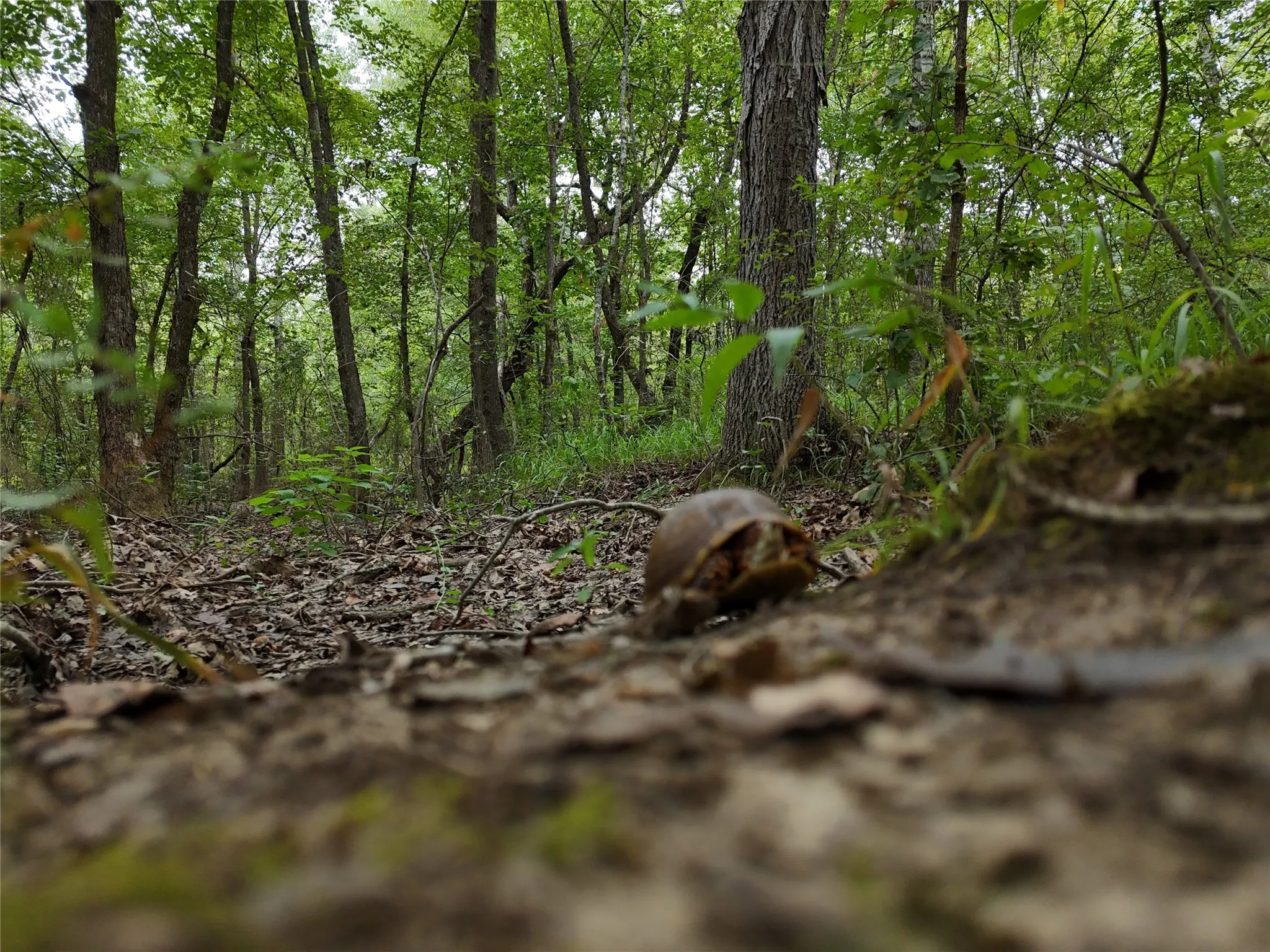 Unimproved Land For Sale in Titus County , 0016 CR 1915, Talco, Texas 75487, 0, 0, Garage spaces, 0 Sqft, built in 0, Price $99,428, mls#21045214, Real Estate Agent in Talco, Homes For Sale in Titus county, Homes For Sale in Talco, Realtor in Talco Texas, Real Estate Brokerage Independent Realty Texas, Luminita Cordes Realtor
