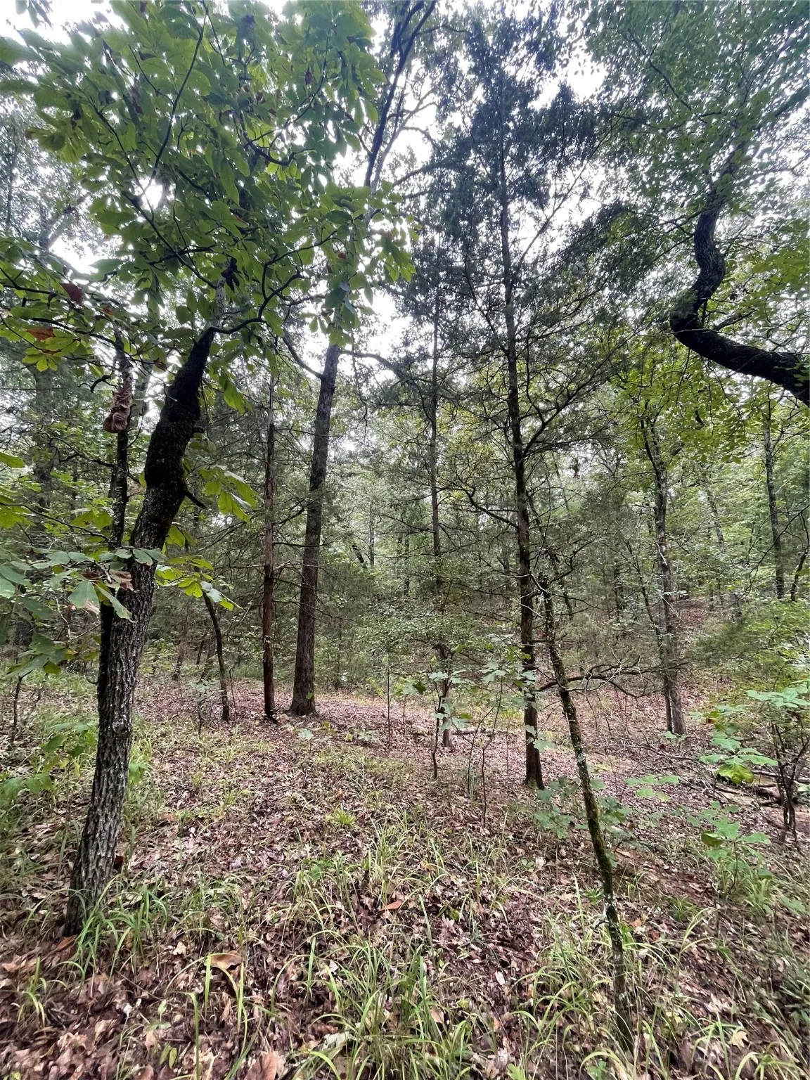 Unimproved Land For Sale in Titus County , 0016 CR 1915, Talco, Texas 75487, 0, 0, Garage spaces, 0 Sqft, built in 0, Price $99,428, mls#21045214, Real Estate Agent in Talco, Homes For Sale in Titus county, Homes For Sale in Talco, Realtor in Talco Texas, Real Estate Brokerage Independent Realty Texas, Luminita Cordes Realtor